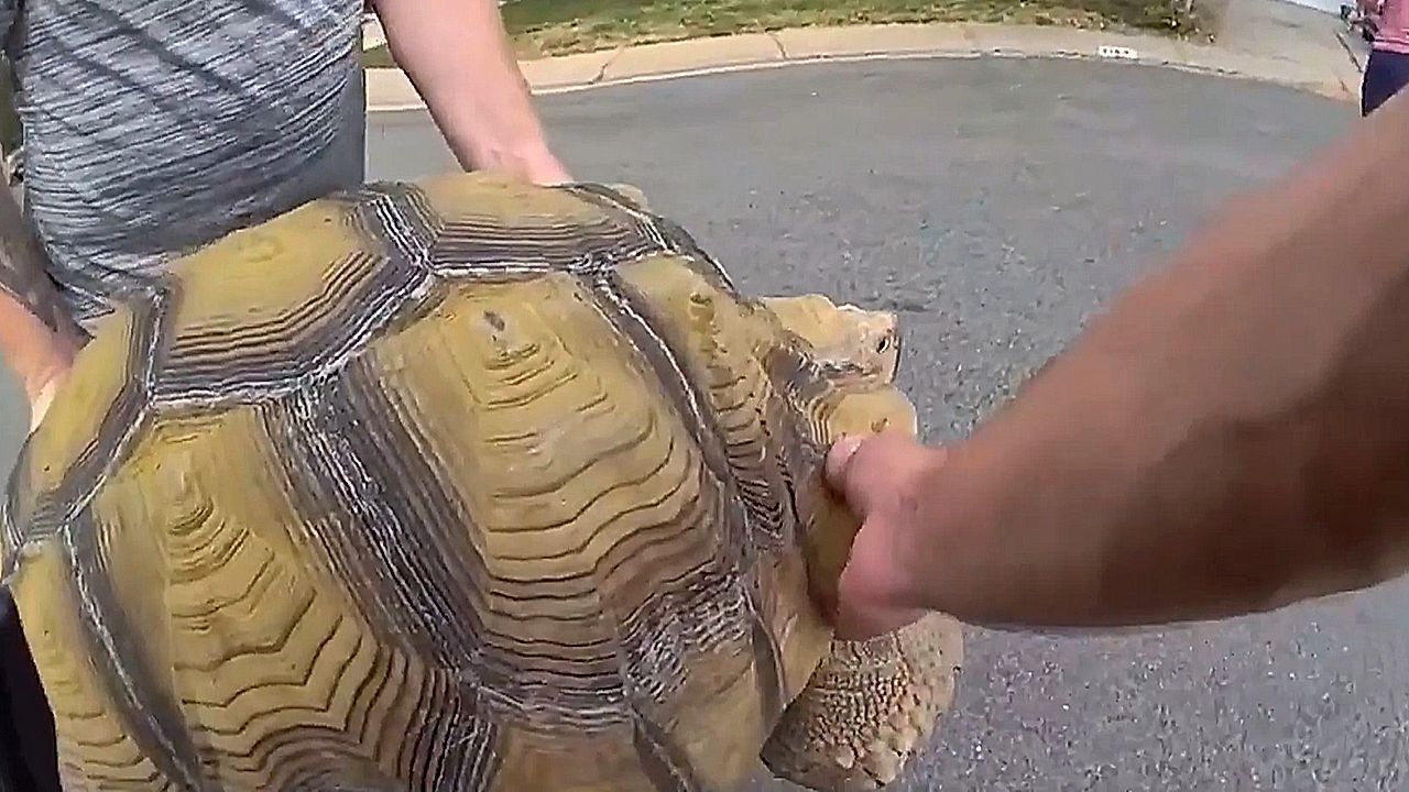 Lard, rund 45 Kilogramm schwer, sorgte nach seinem Ausbruch aus einem Garten in Littleton für einen ungewöhnlichen Polizeieinsatz.