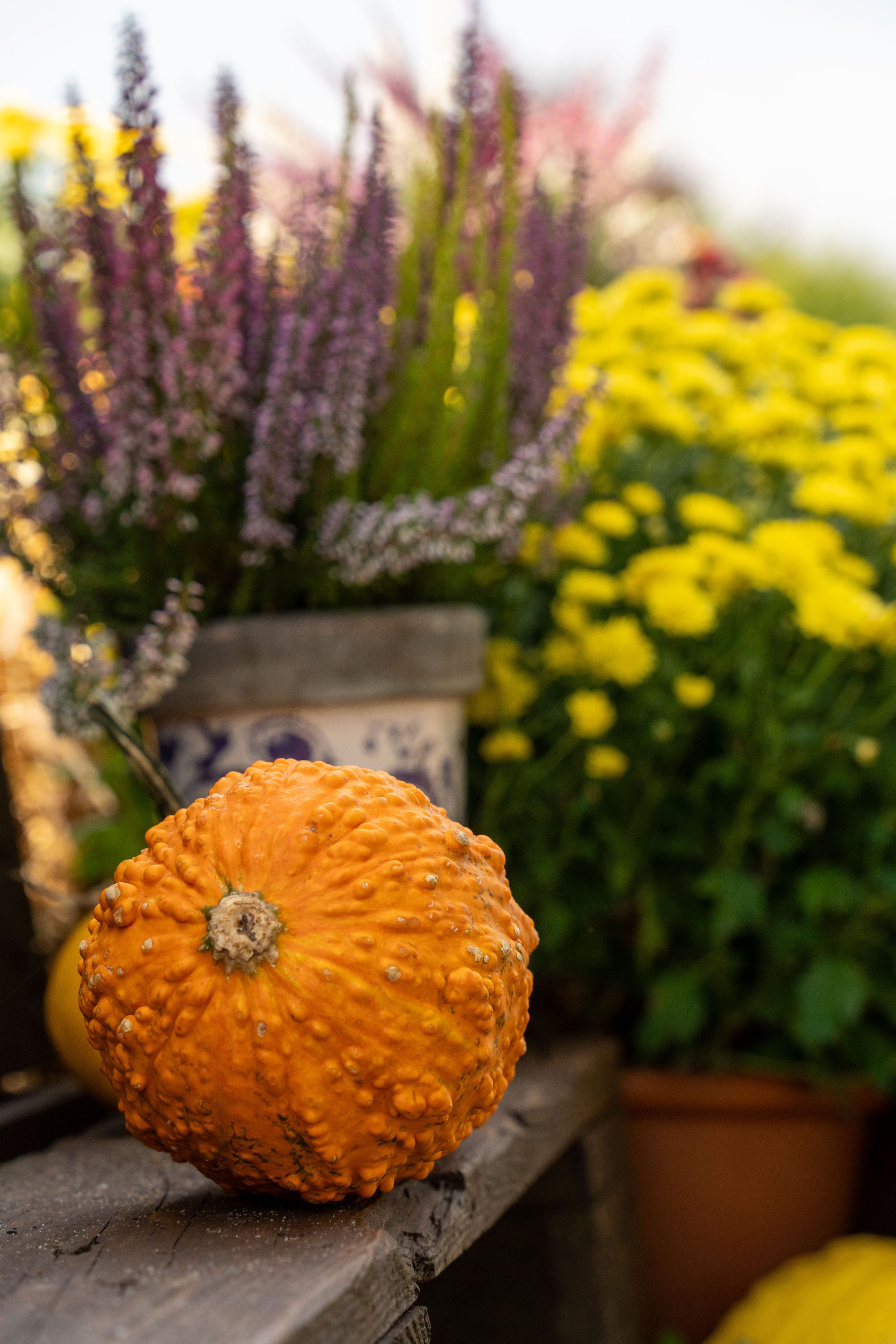 Kürbisse sind nicht nur an Halloween ein Highlight, sondern gehören zu den absoluten Klassikern der Herbstdeko.