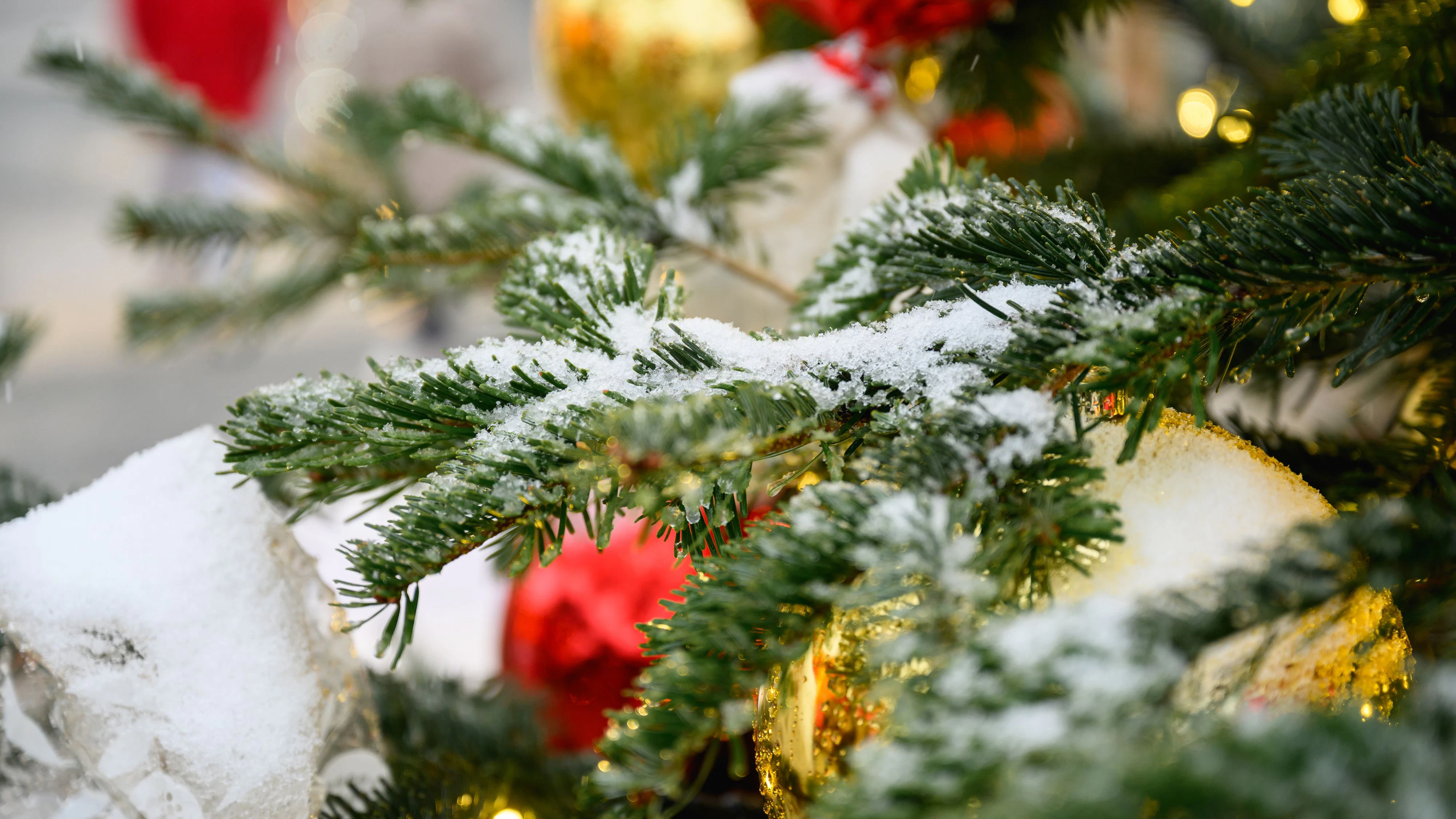ABD0020_20251224 - WIEN - ÖSTERREICH: Illustration zu den Themen Winter / Schnee / Wetter / Wien / Kälte / Weichnachten. Im Bild: Schnee auf einem Weihnachtsbaum, aufgenommen am Mittwoch, 24. Dezember 2025, in Wien. - FOTO: APA/MAX SLOVENCIK