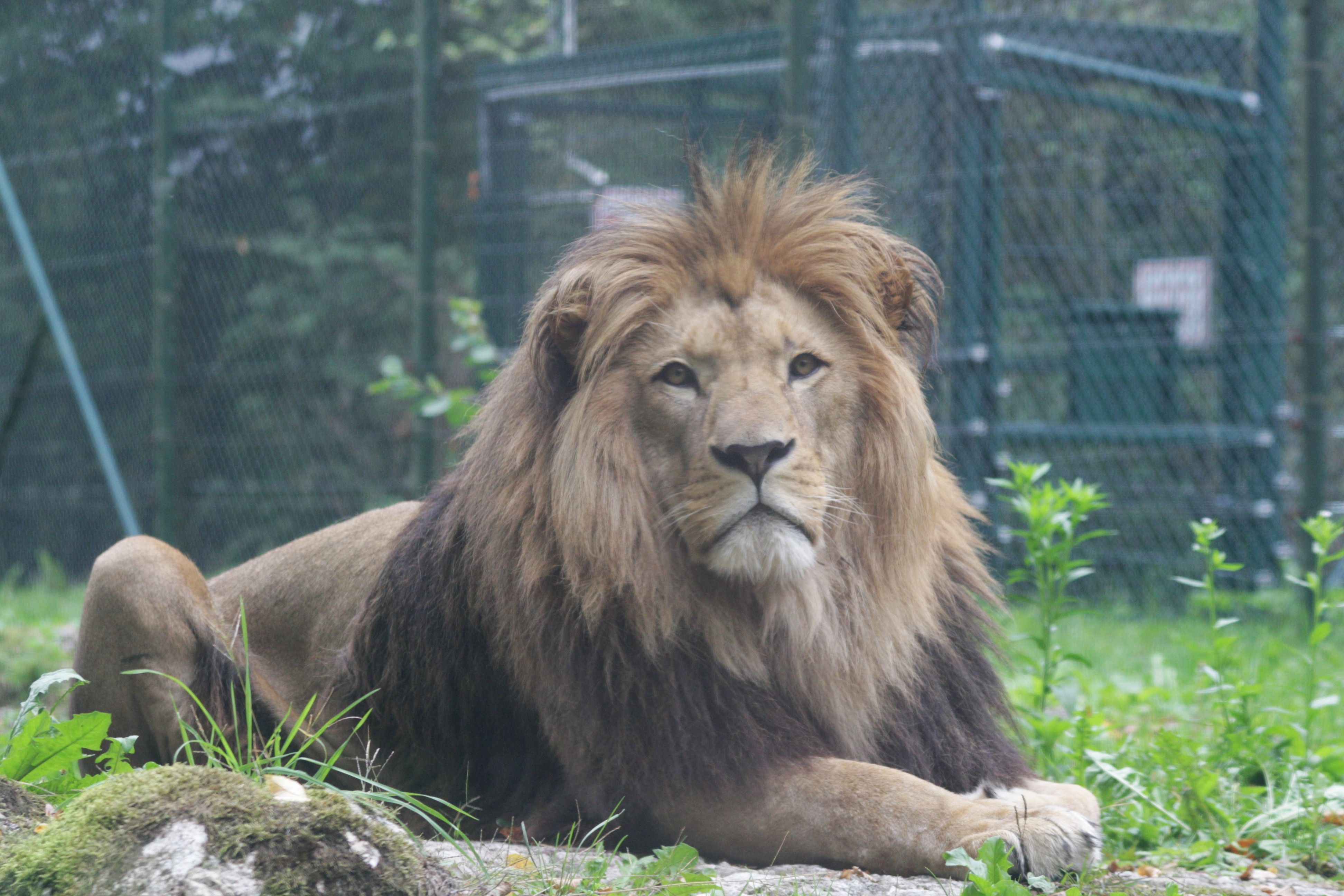 Löwe Kiano ist im Zoo Salzburg eingezogen.