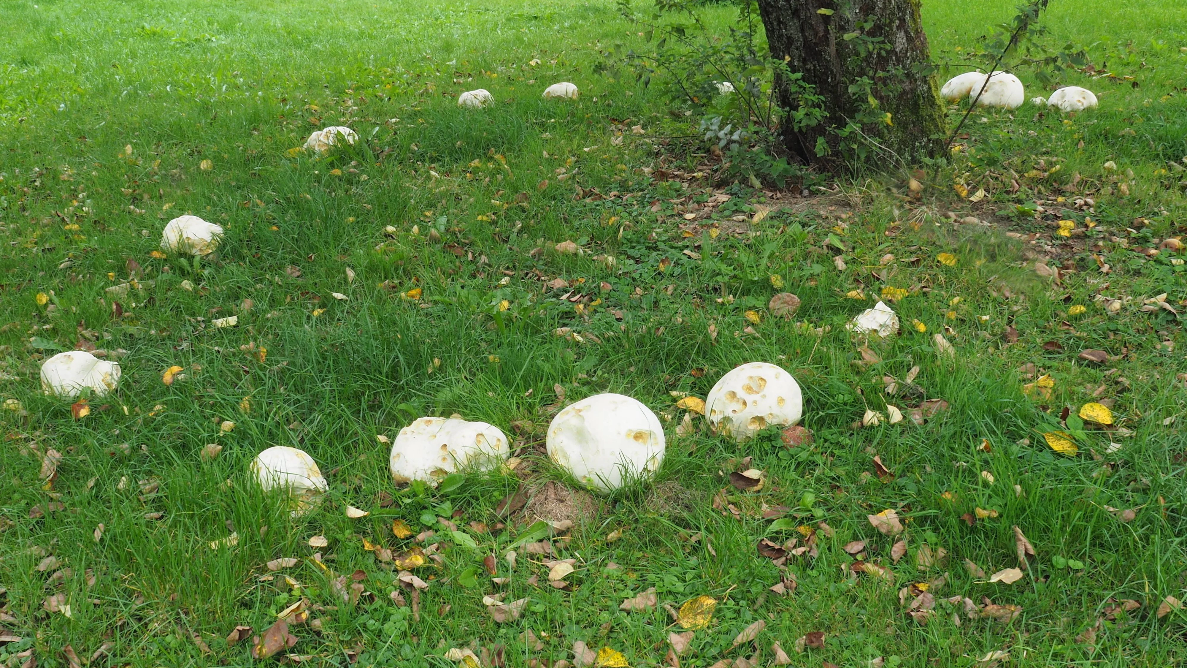 Hexenring um einen Apfelbaum aus Riesenbovisten.