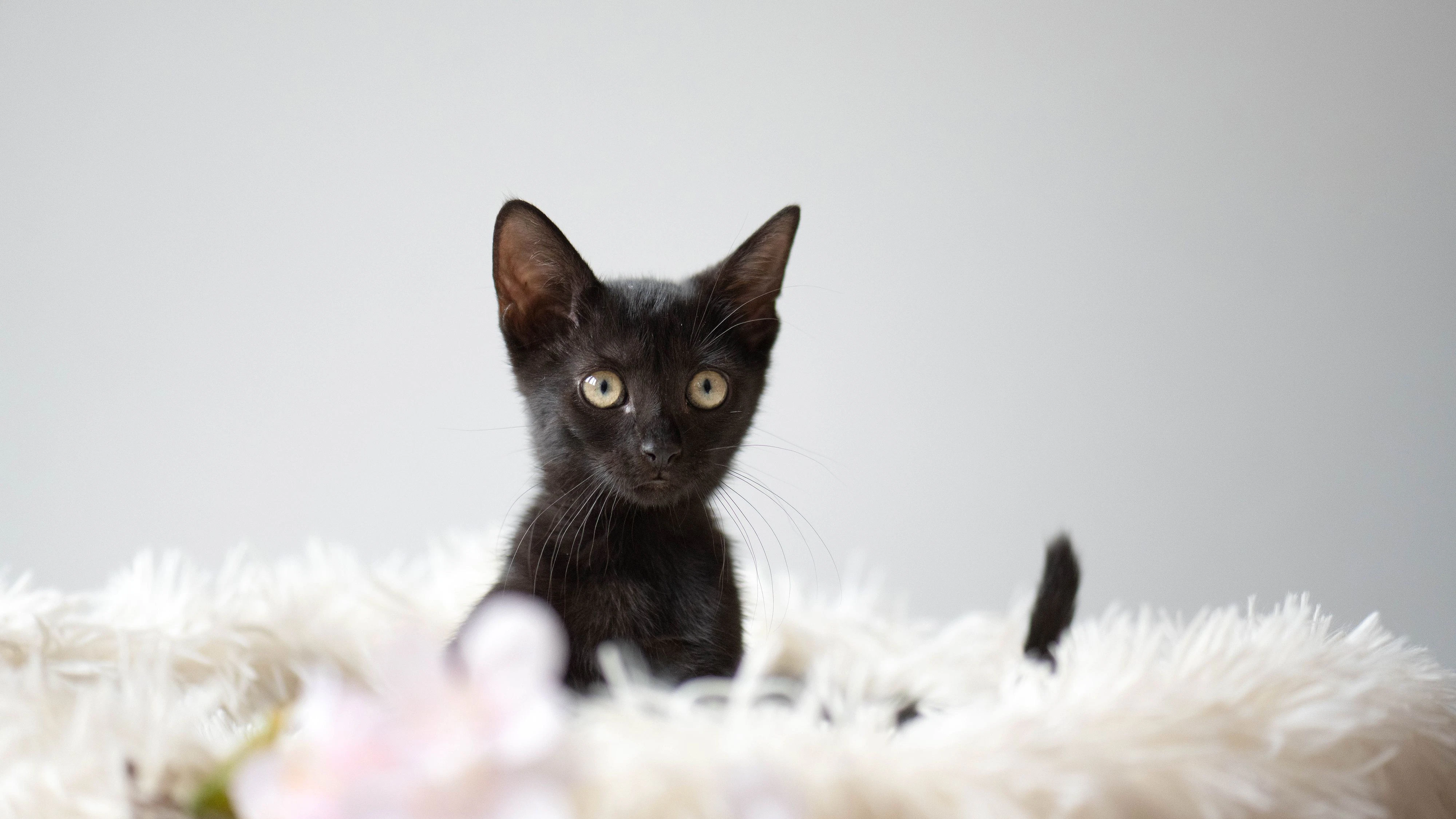 Im Tierheim Vösendorf warten viele Kätzchen auf die Adoption.