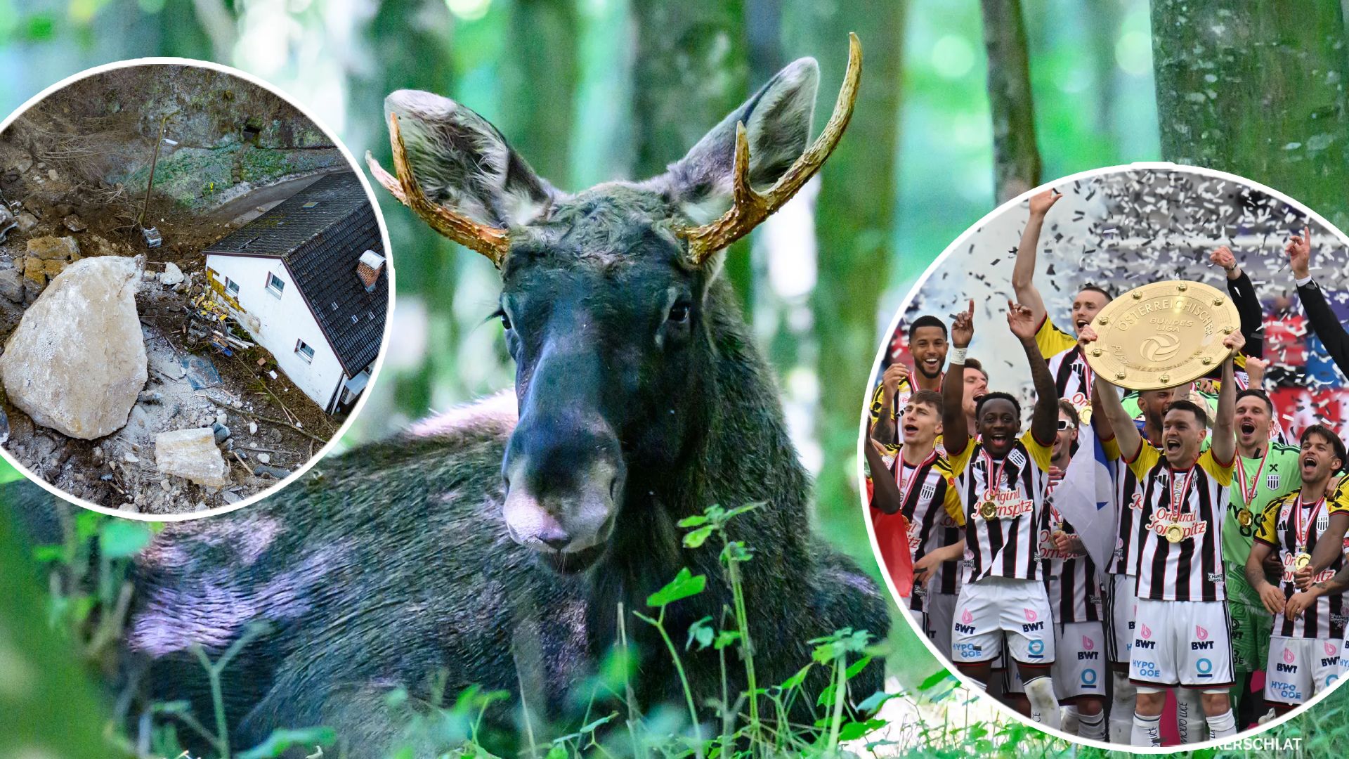 Ein tragischer Felssturz, ein tierischer Star und sportliche Ekstase: Nur drei Beispiele für Bilder, die das Land bewegten.