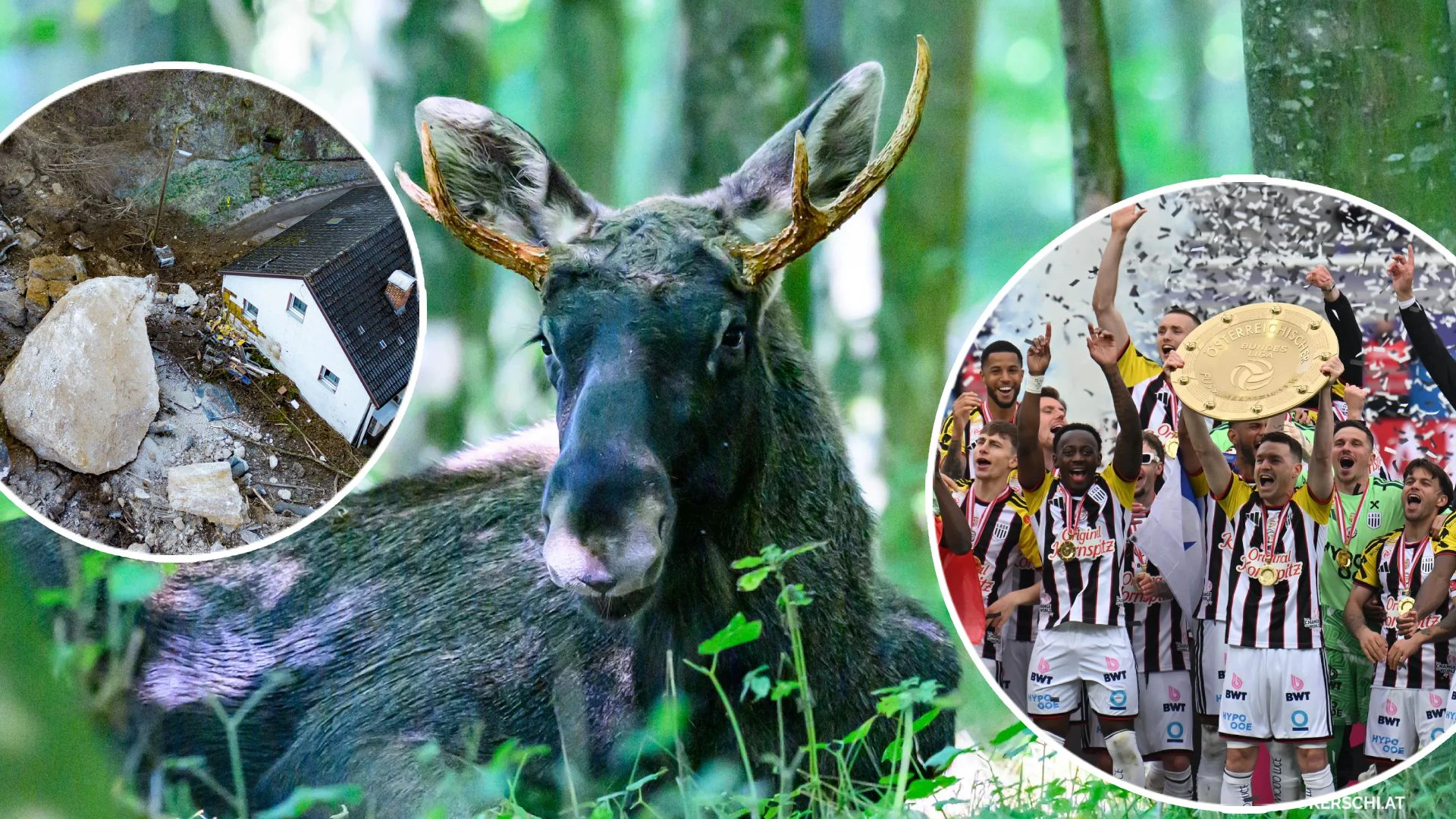 Ein tragischer Felssturz, ein tierischer Star und sportliche Ekstase: Nur drei Beispiele für Bilder, die das Land bewegten.