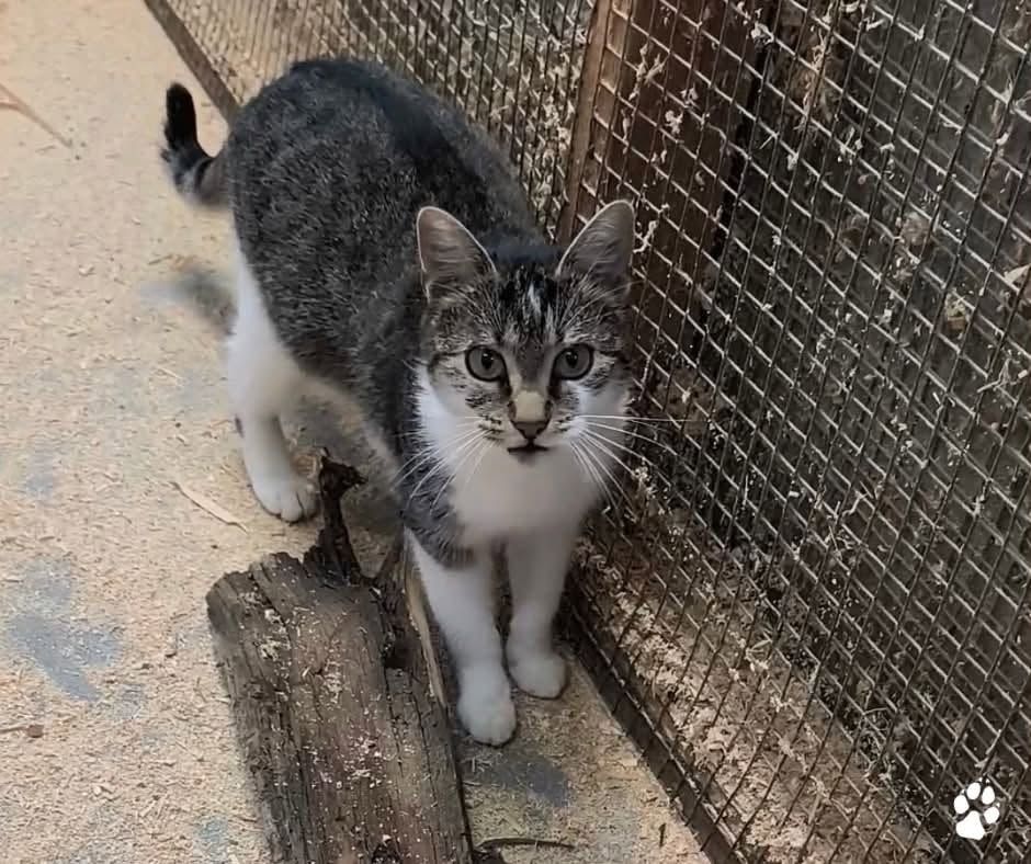 Die Katze wurde am Spielplatz der Tierwelt Herberstein gefunden und wird derzeit liebevoll von den Tierpflegern betreut.