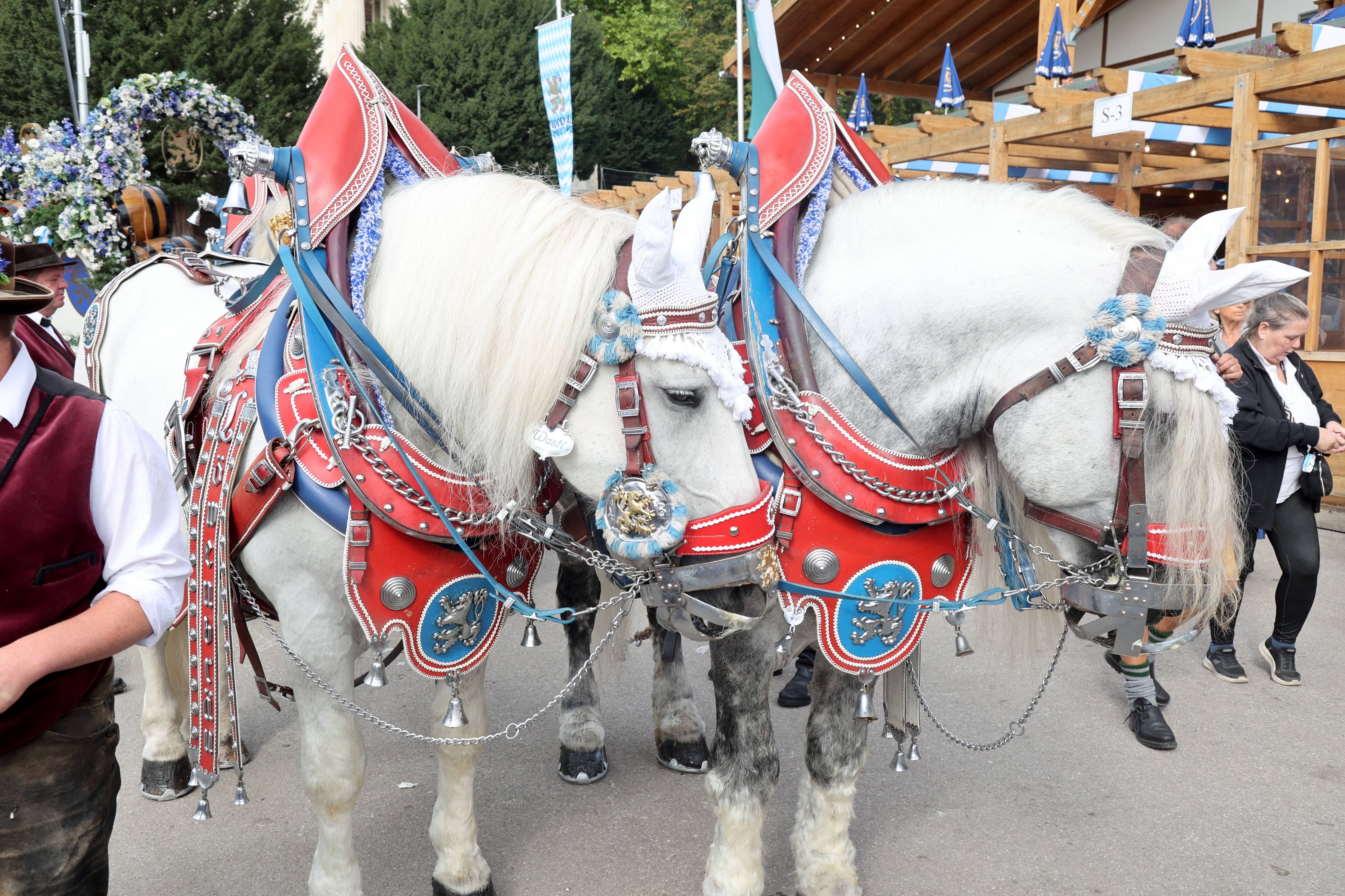 Das Pferd riss den Rollstuhl um.