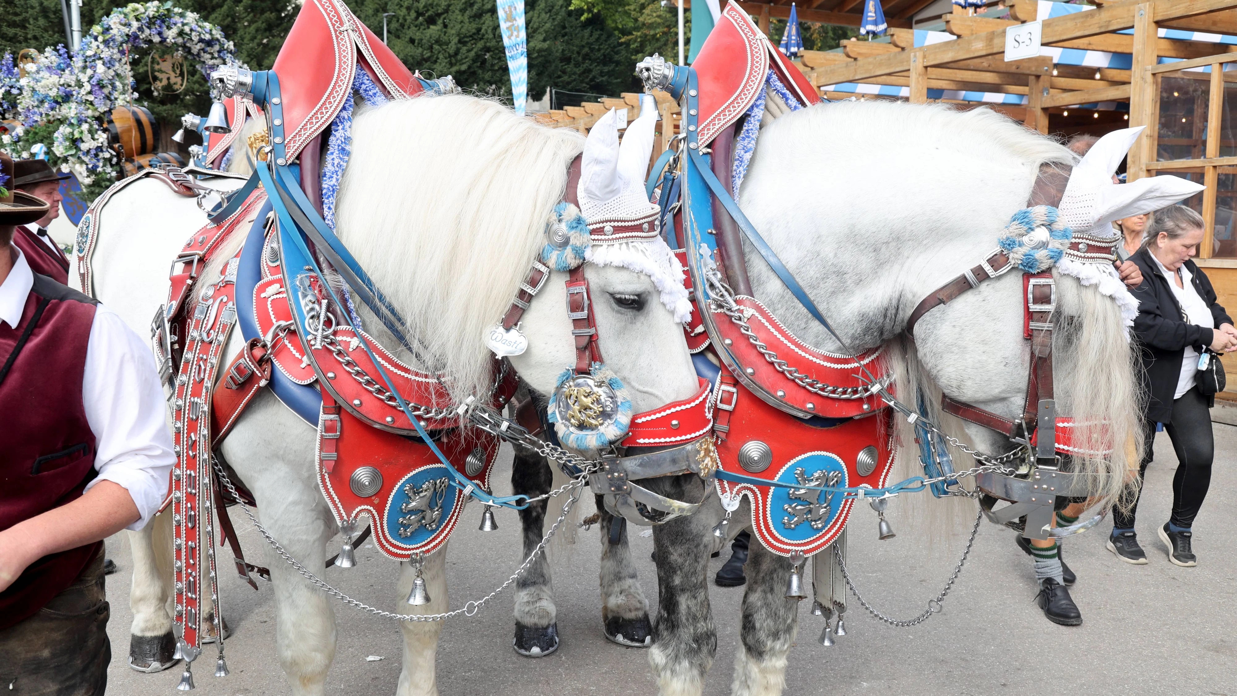 Das Pferd riss den Rollstuhl um.