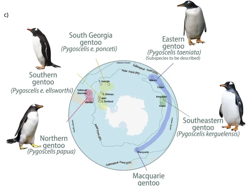 Die Karte zeigt, welche Eselspinguine wo leben.