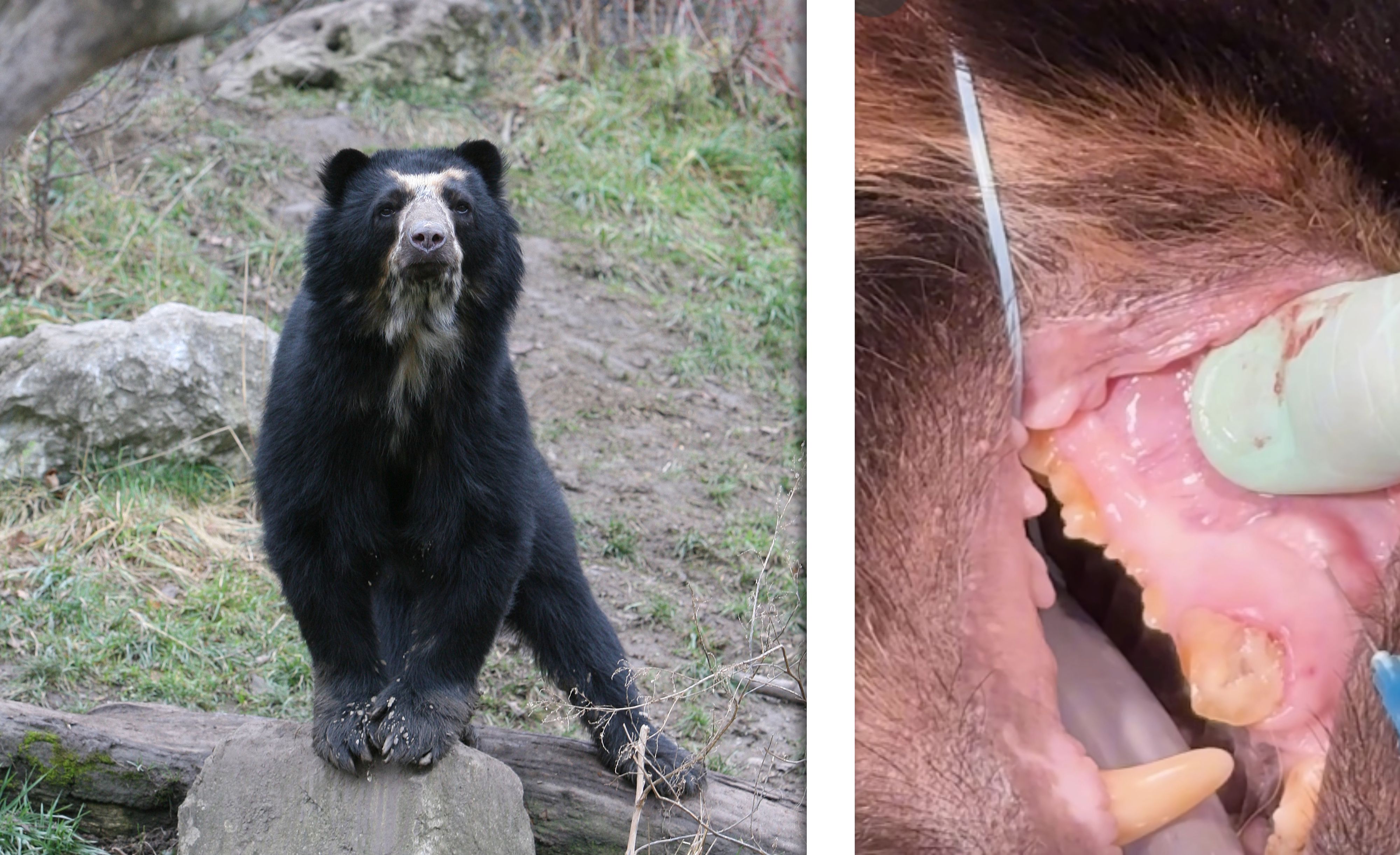 Notfall-OP im Tiergarten beim Brillenbären