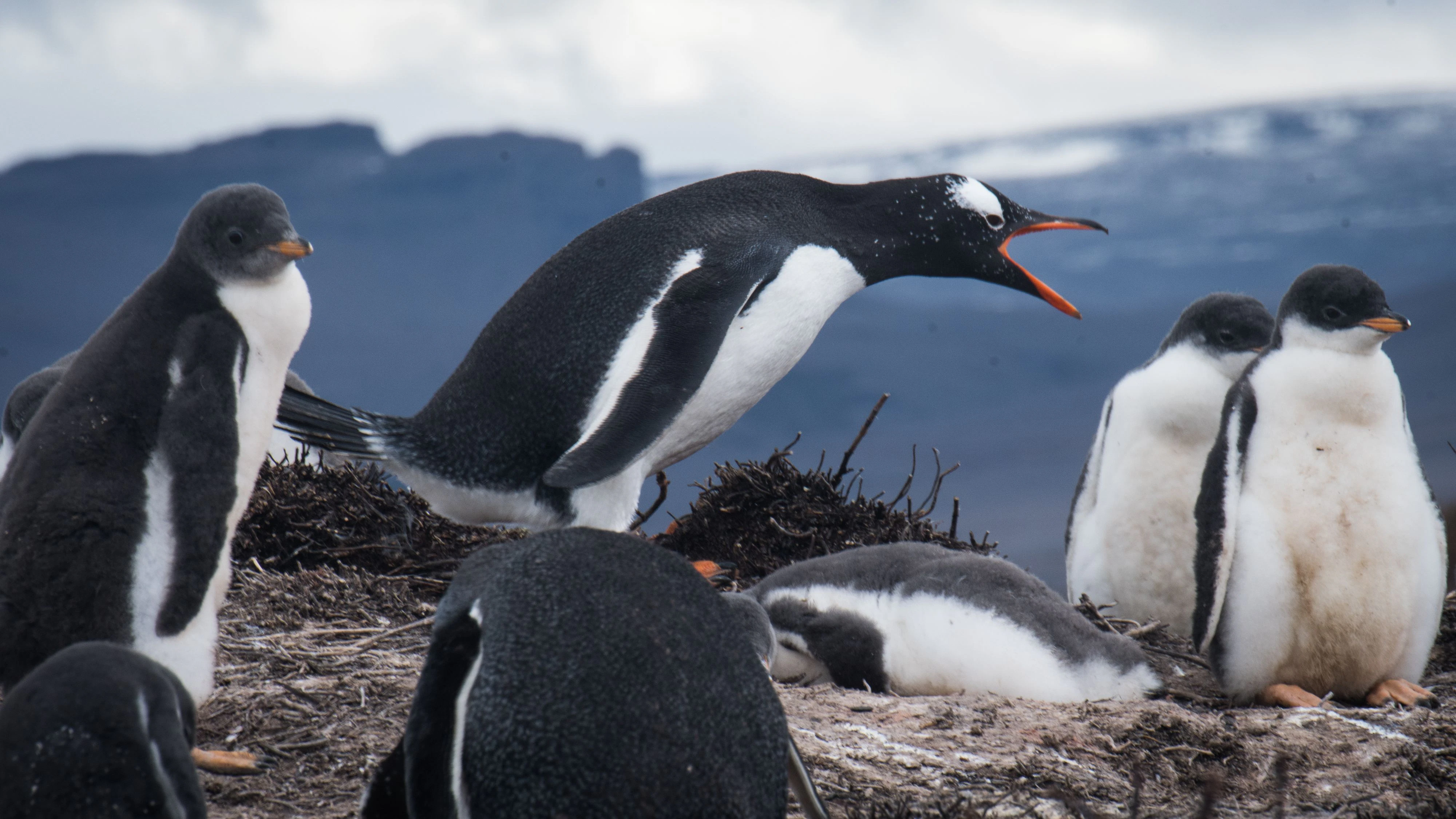 Der Südöstliche Eselspinguin ist damit die erste neue Pinguinart, die seit mehr als 100 Jahren wissenschaftlich beschrieben wurde.