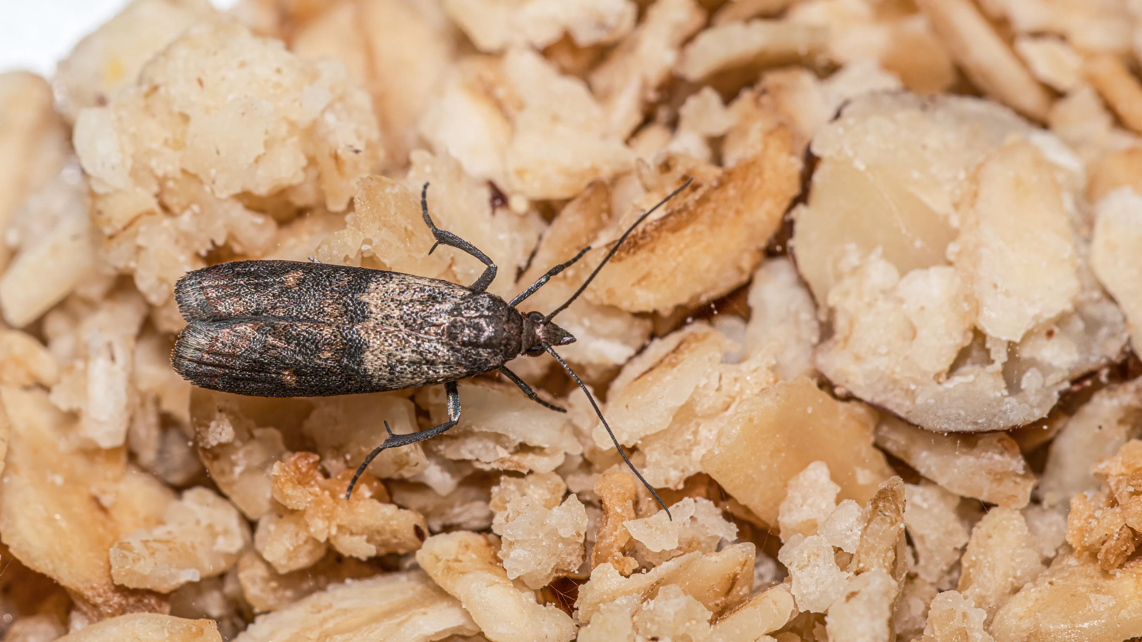 Close-up view on indian-meal moth on oatmeal.
