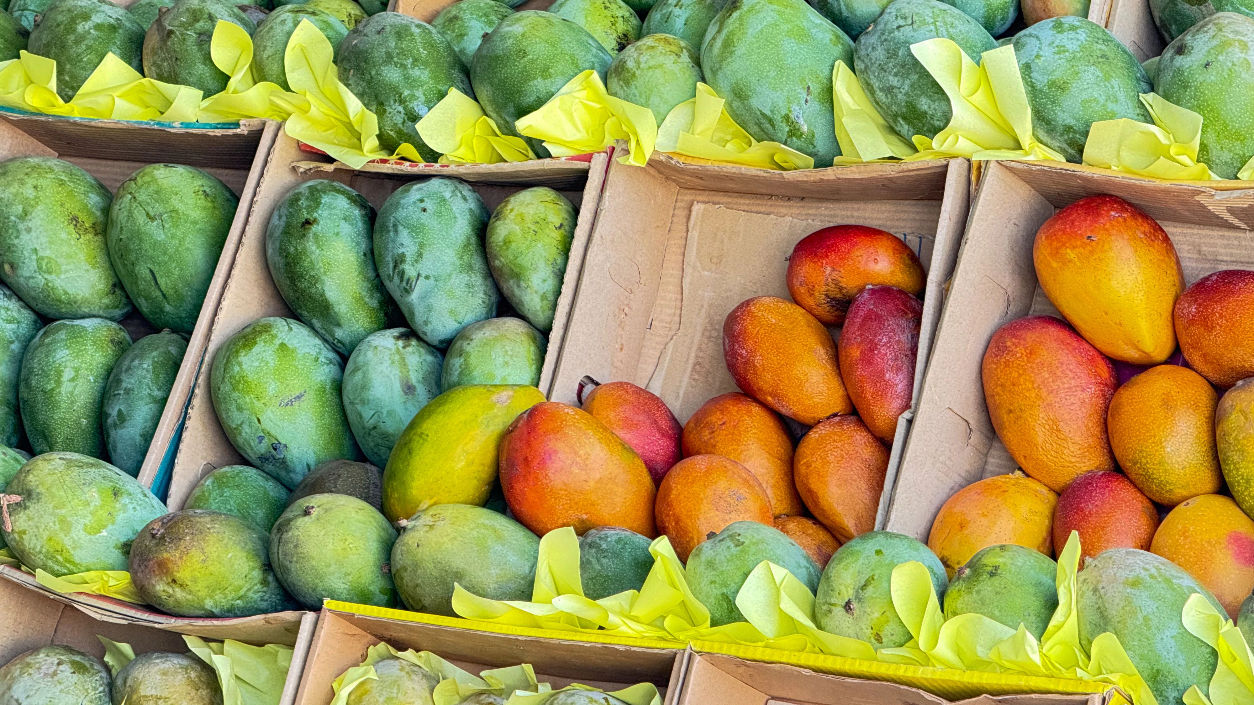 Frische Mangos verschiedener Sorten in einem Obstregal.