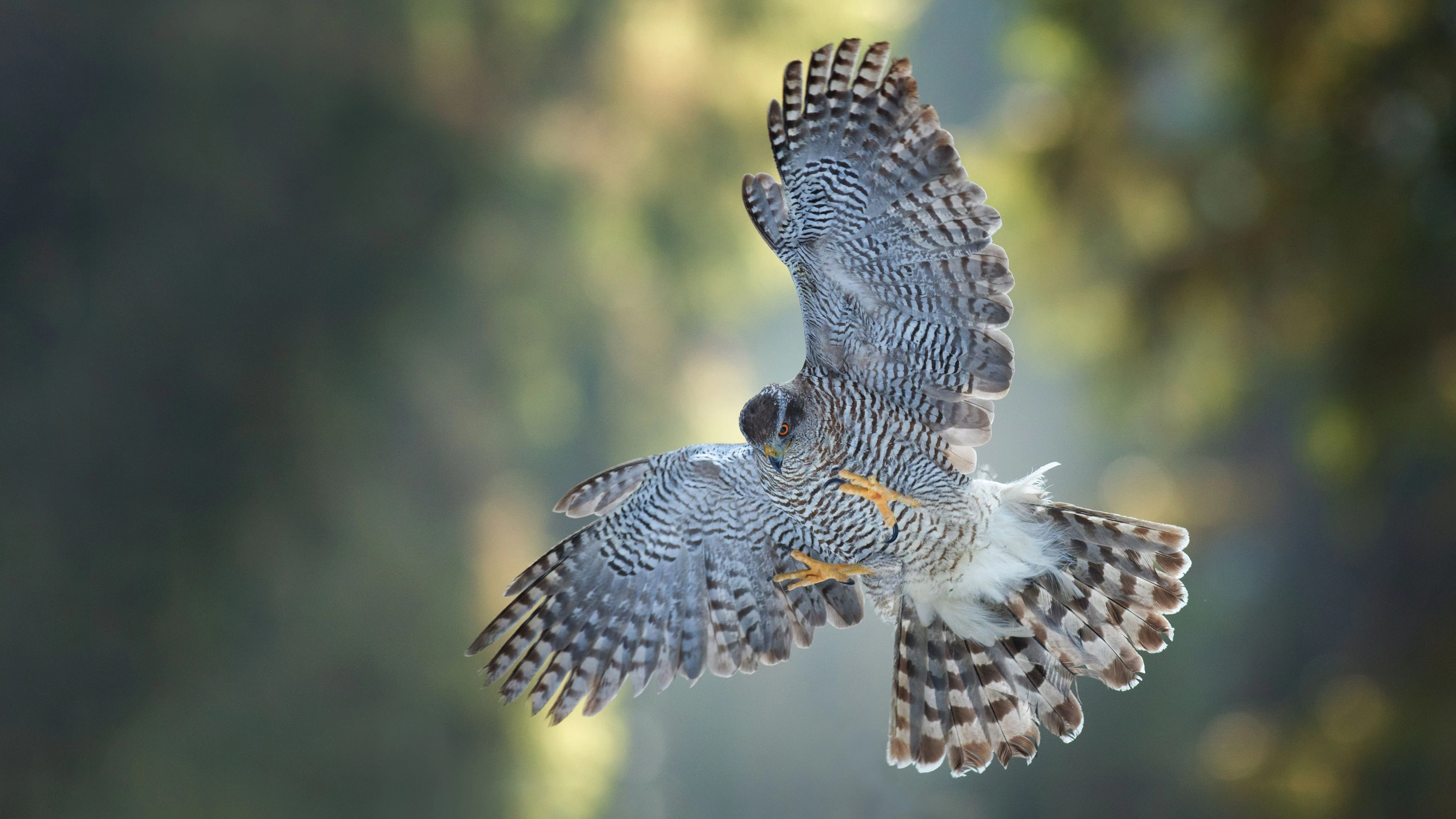 Brown goshawk, Accipiter fasciatus in a deep forest. Close up of beautiful bird of prey in its natural environment. Predator flying its habitat. Dark forest, morning with sun rays.