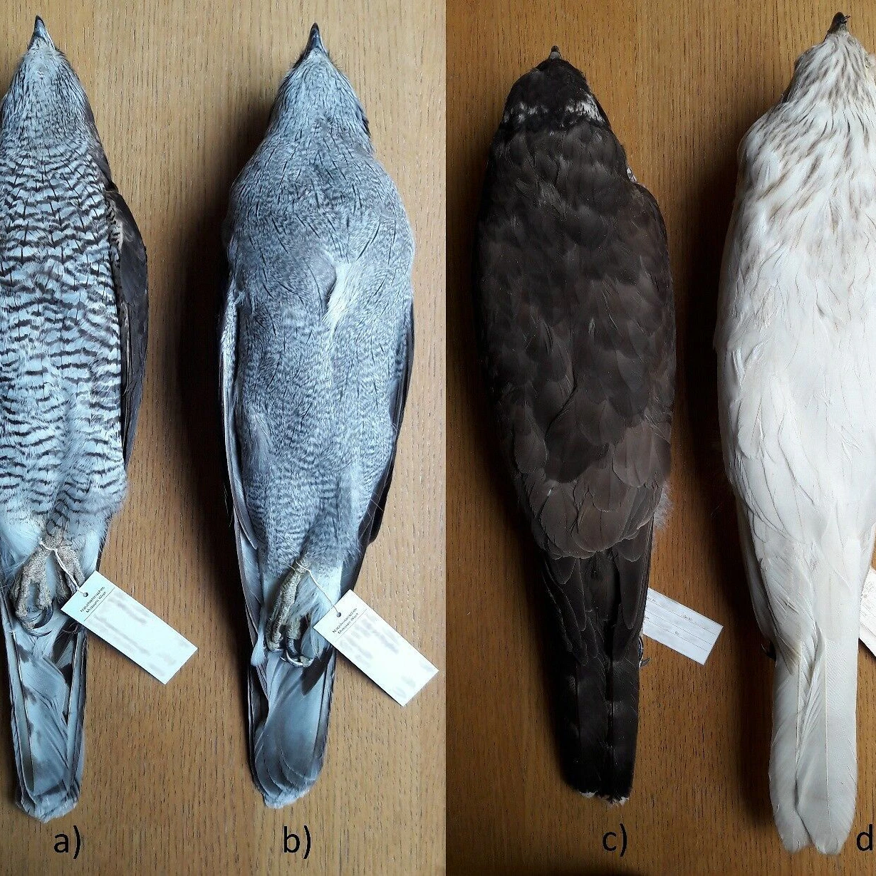 Bälge verschiedener Habichte, wie sie am Naturhistorischen Museum aus verschiedenen Funden aufgearbeitet und gesammelt werden. Sammlungen solcher Art sind für die Wissenschaft von großem Wert, um verschiedenste Fragestellungen zu beantworten, ohne freilebende Tiere zu beeinträchtigen. Abgebildet sind die Unterseite eines österreichischen (a) und eines nordamerikanischen Habichts (b) sowie die Oberseite eines griechischen (c) und eines sibirischen (d) Habichts.