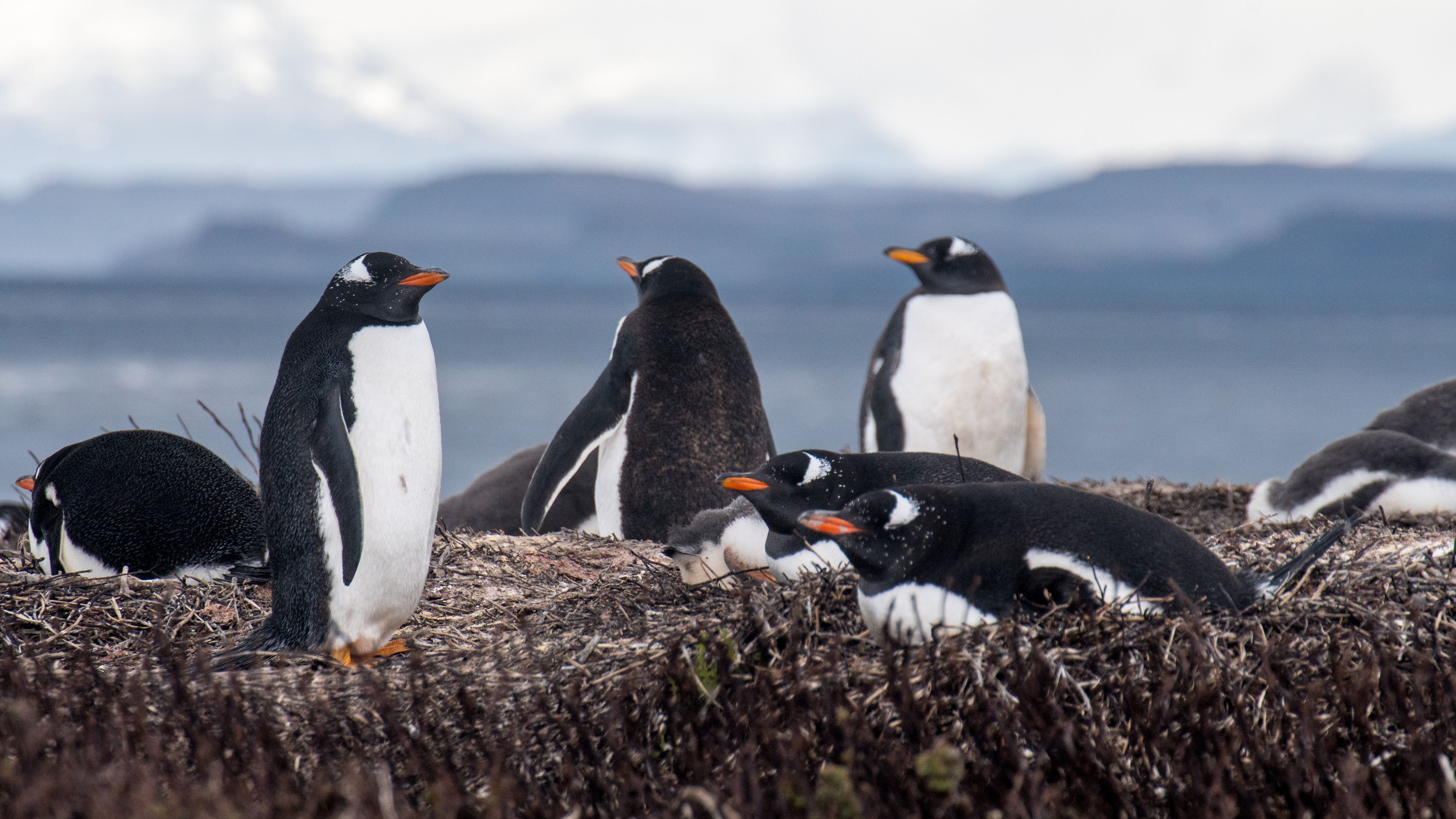 Auf den abgelegenen Kerguelen-Inseln wurde eine bislang unbekannte Eselspinguin-Art identifiziert.