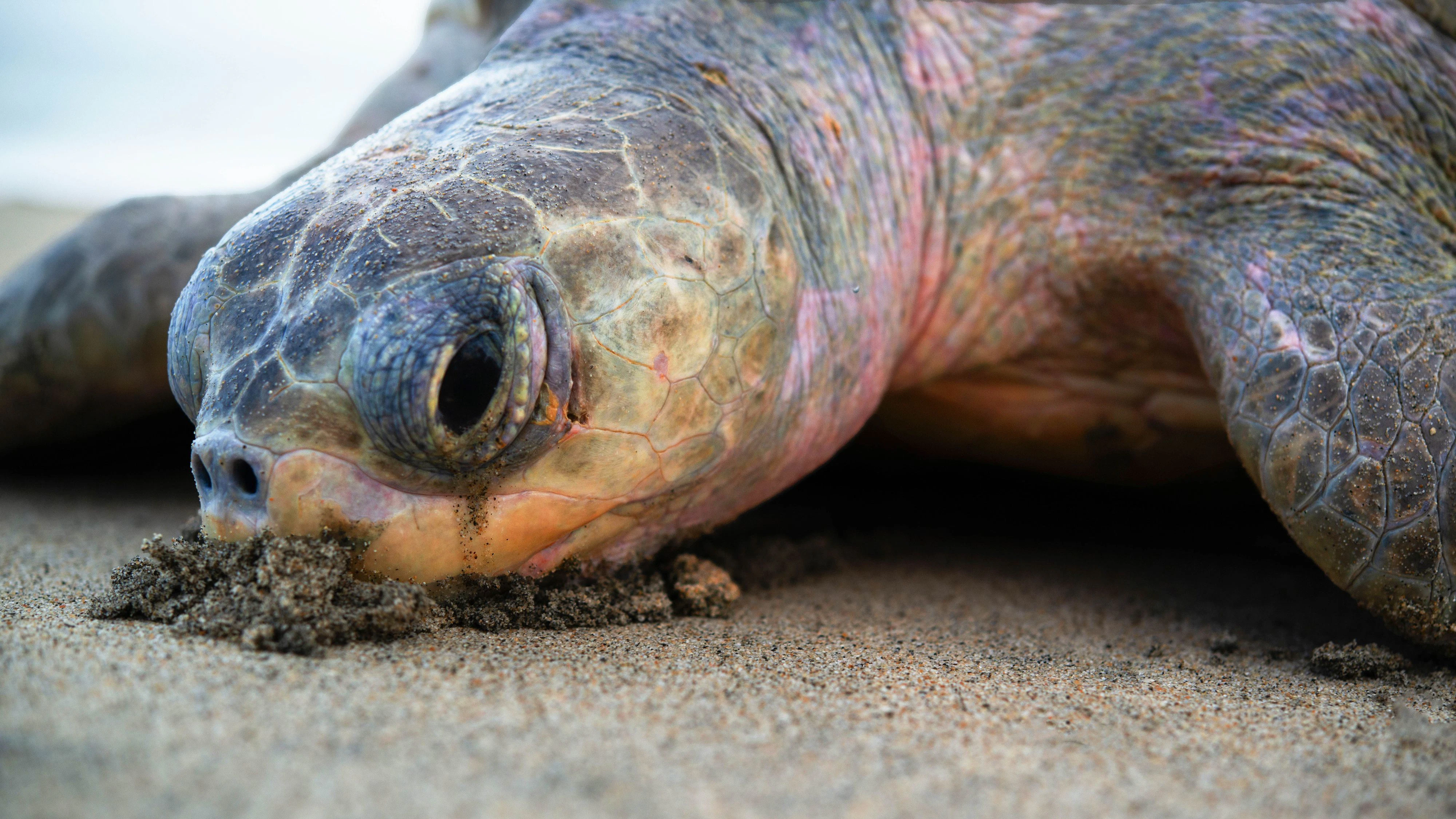 ACT Escobilla-Mexico-Sea-Turtle-Nest -- An Olive Ridley sea turtle (Lepidochelys olivacea) moves across the beach at the Playa Escobilla Sanctuary in Oaxaca, Mexico on July 5, 2026, during a mass nesting event known as an arribada. Thousands of Olive Ridley sea turtles arrive simultaneously to lay their eggs along the coast, where local teams monitor nesting activity for scientific and conservation purposes.//MIDDLEEASTIMAGES_MEI-MEX-XRDE-EMSTN-20260705-0010/Credit:Xavier Duarte/MEI/SIPA/2607130033