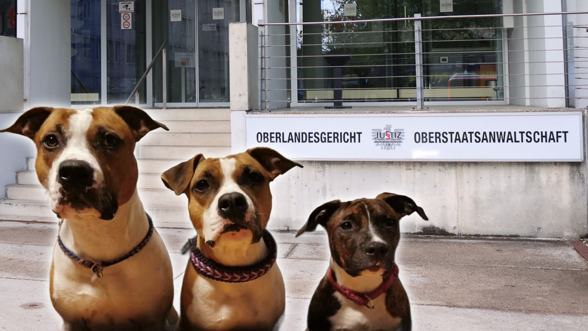 Drei Hund attackierten die Joggerin. Jetzt gibt es eine Entscheidung des Oberlandesgerichts Linz.
