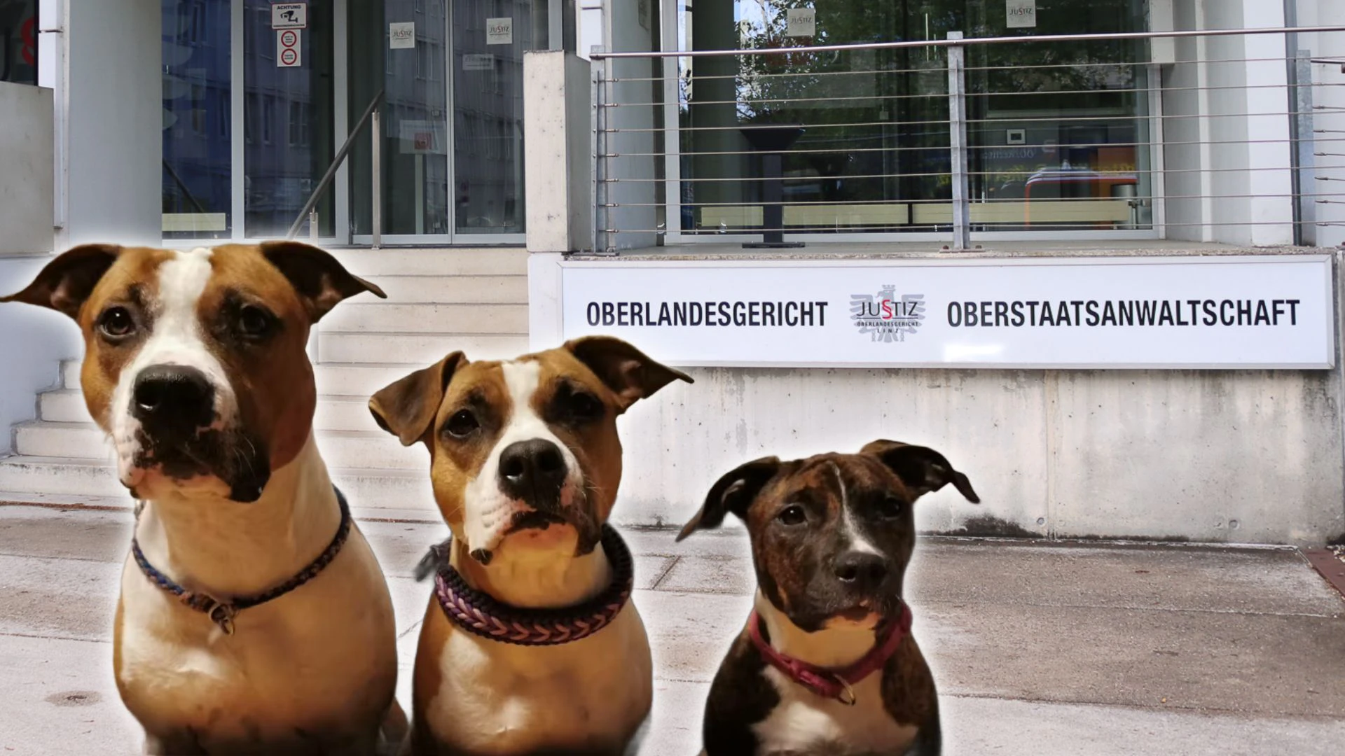 Drei Hund attackierten die Joggerin. Jetzt gibt es eine Entscheidung des Oberlandesgerichts Linz.