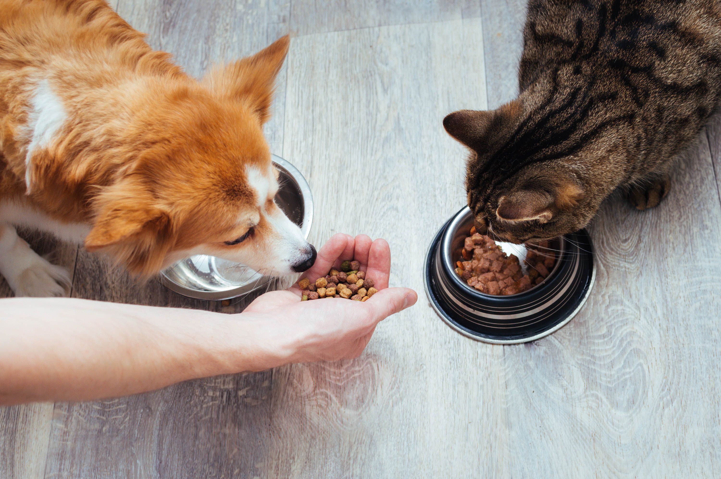Heute.at - Neues Ranking: Diese Tierfuttersorten fallen durch