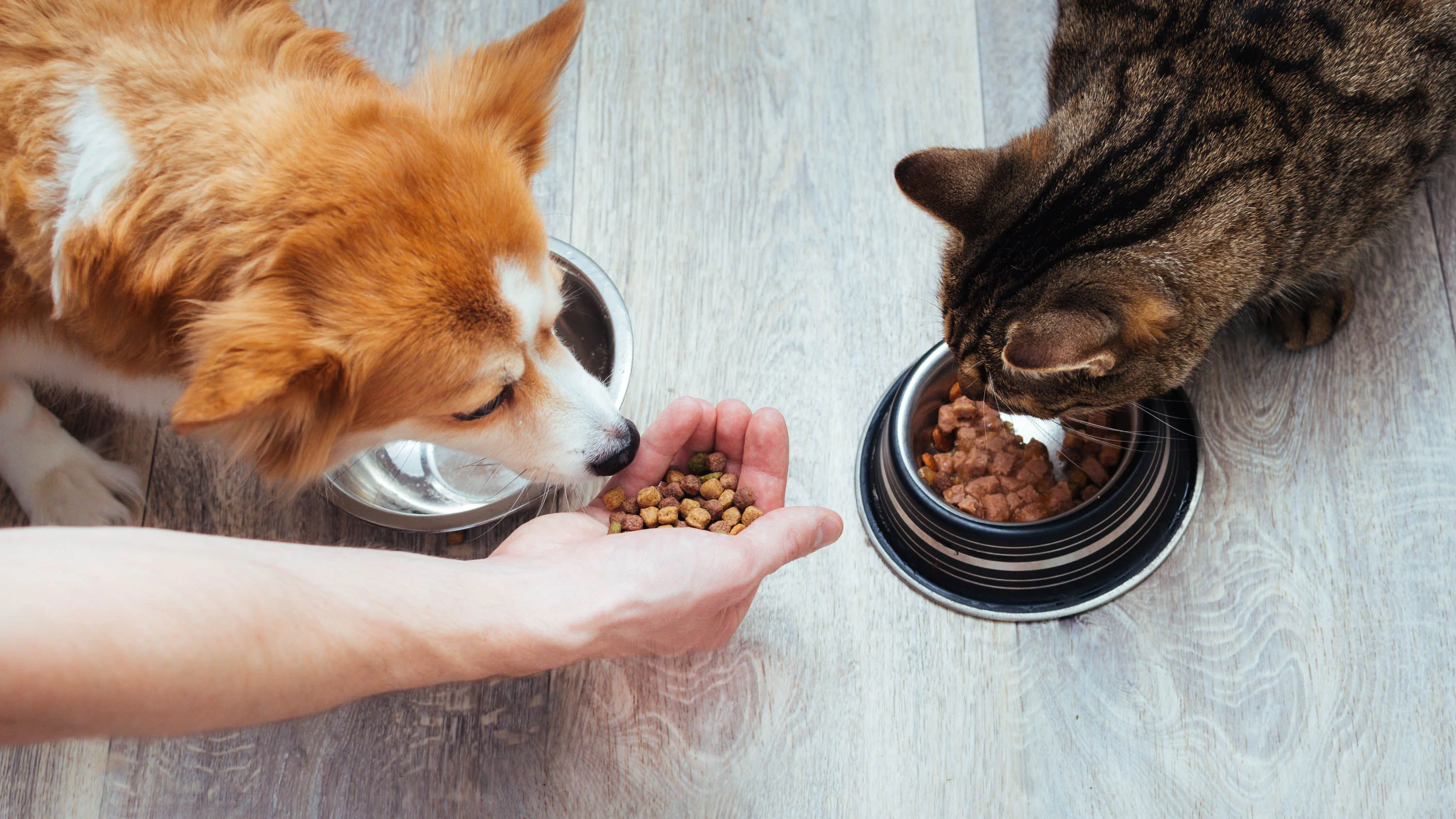 owner pours dry food to the cat and dog in the kitchen. Master's hand. Close-up. Concept dry food for animals