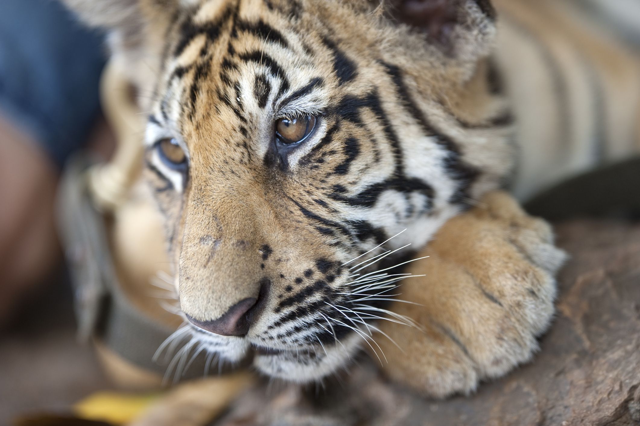 Der erst 14 Monate alte Tiger 