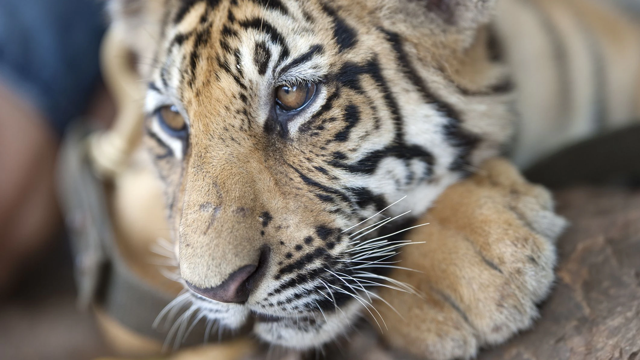 "young tiger portraitNikon D3Nikkor AF-S VR 200mm f/2,0 D ED"