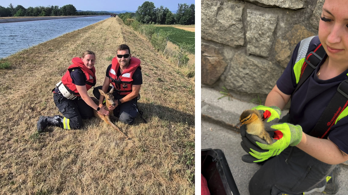 Heute.at - 76 herzige Tierrettungen – Feuerwehr zieht Bilanz