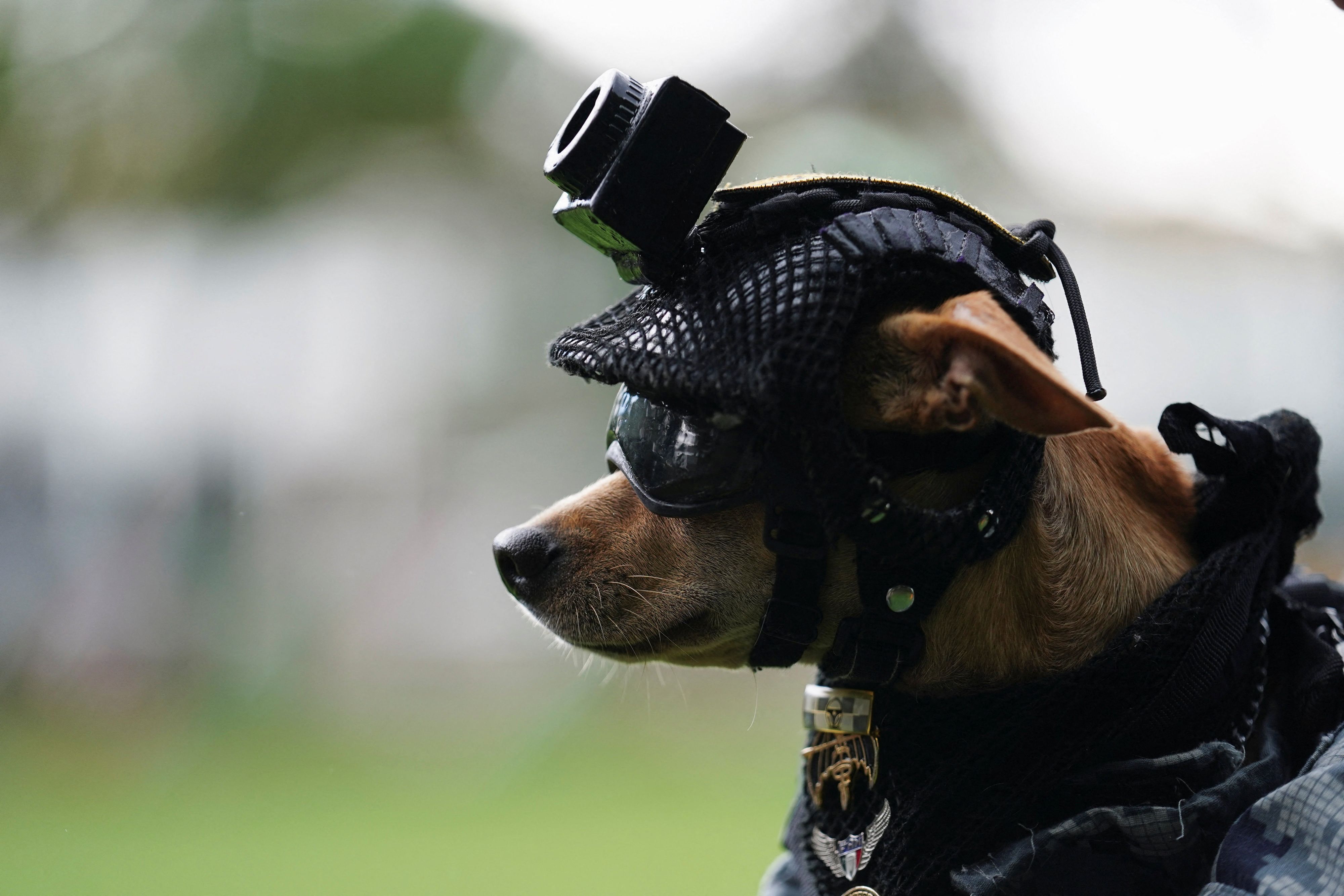 Mit Helm, Schutzbrille und Kamera trainiert Chihuahua 