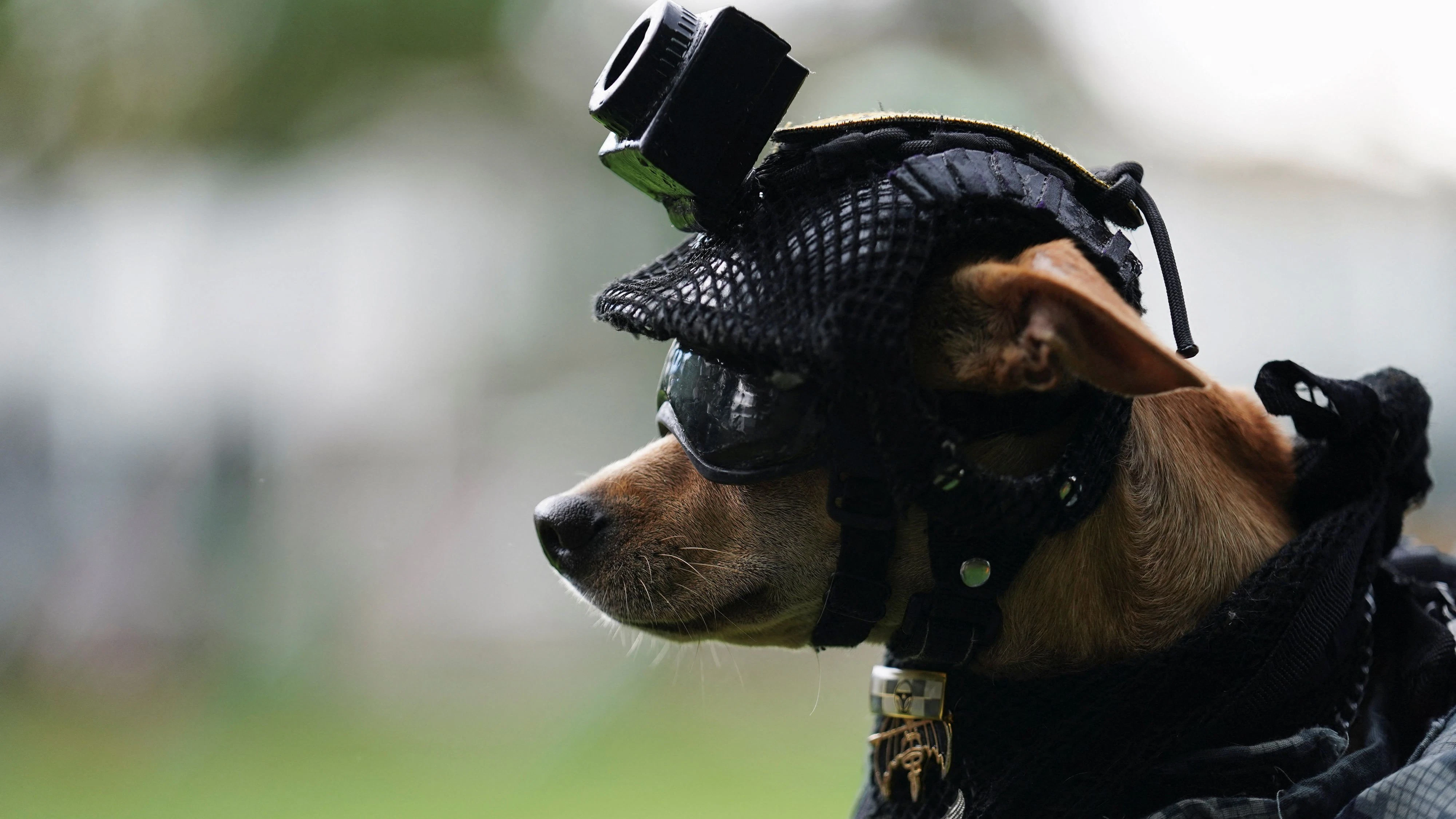 Comando, a Chihuahua adopted by Mexico's National Guard that has become one of the force's most recognizable public faces through appearances at ceremonies and community events, is held by a member of the National Guard at a military base in Mexico City, Mexico, September 29, 2026. REUTERS/Toya Sarno Jordan