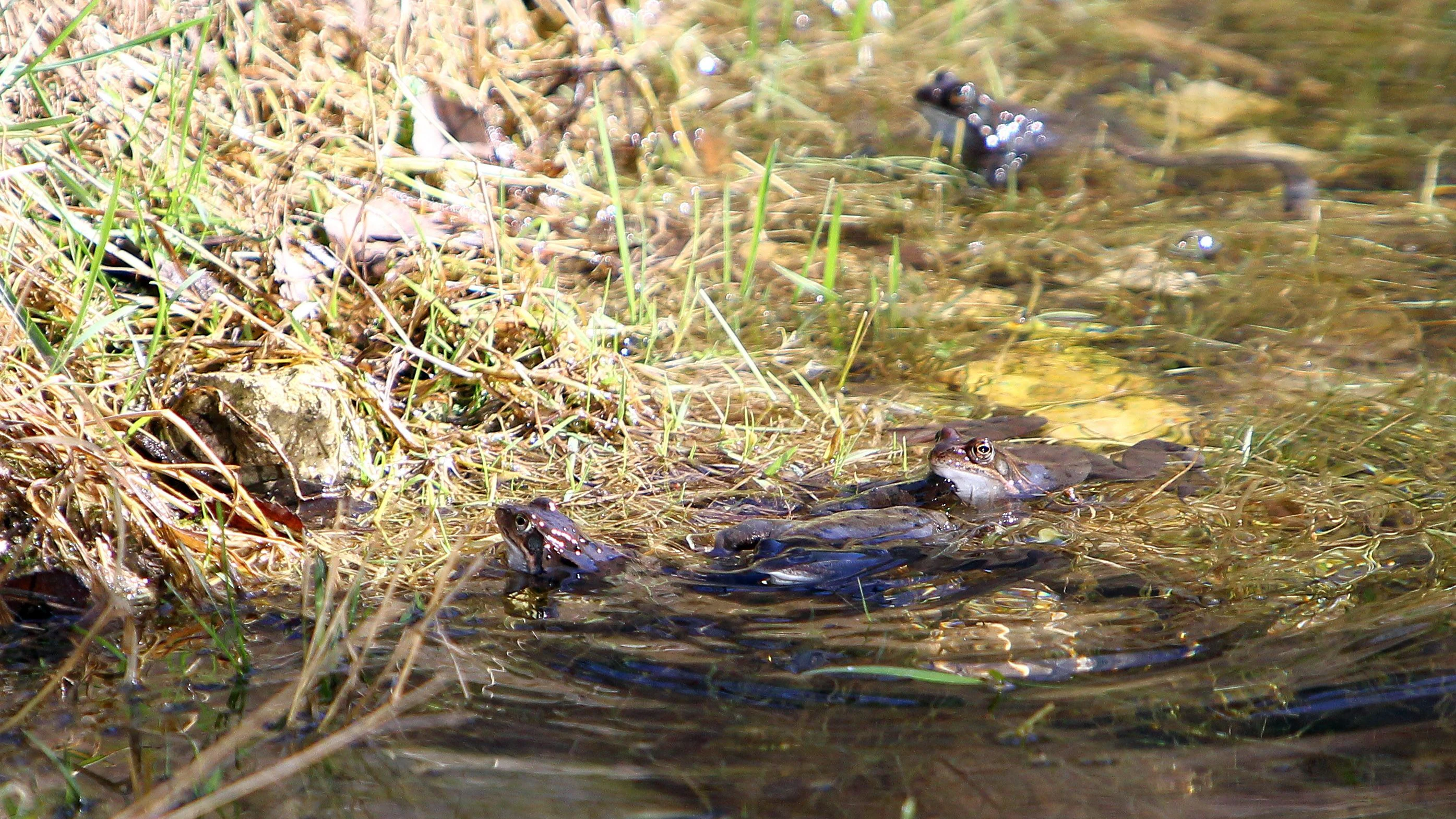 18.03.2012, Pernitz, Österreich, AUT, Kroetenwanderungen steuern auf den Höhepunkt zu. Die ersten milden Frühlingsstage locken auch die heimischem Amphibien zur Hochzeitswanderung aus ihren Winterquartieren. Gefahr droht den Tieren hierbei bei der Überquerung von Straßen , Themenbild, KROETENWANDERUNG // 18.3.2011, Pernitz, Austria, Toad migrations are heading for a climax. The first stage tempt even the mild spring amphibians native to the marriage migration from their winter quarters. Danger to the animals here at the crossing of roads. FEATURE, Macro Image, EXPA Pictures © 2012, PhotoCredit: EXPA/ S. Woldron