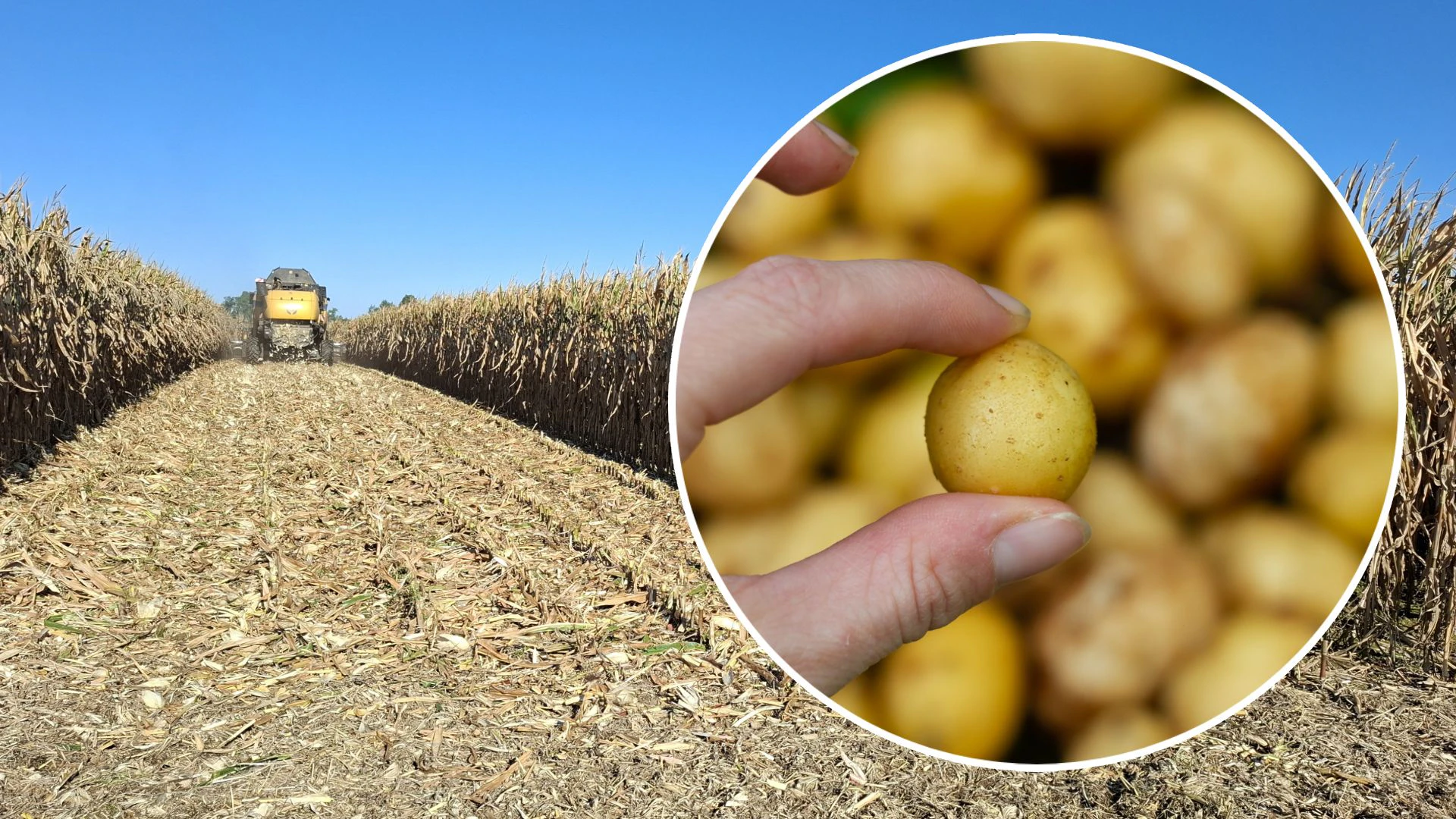 Heute.at - Extreme Trockenheit – jetzt werden die Kartoffeln knapp