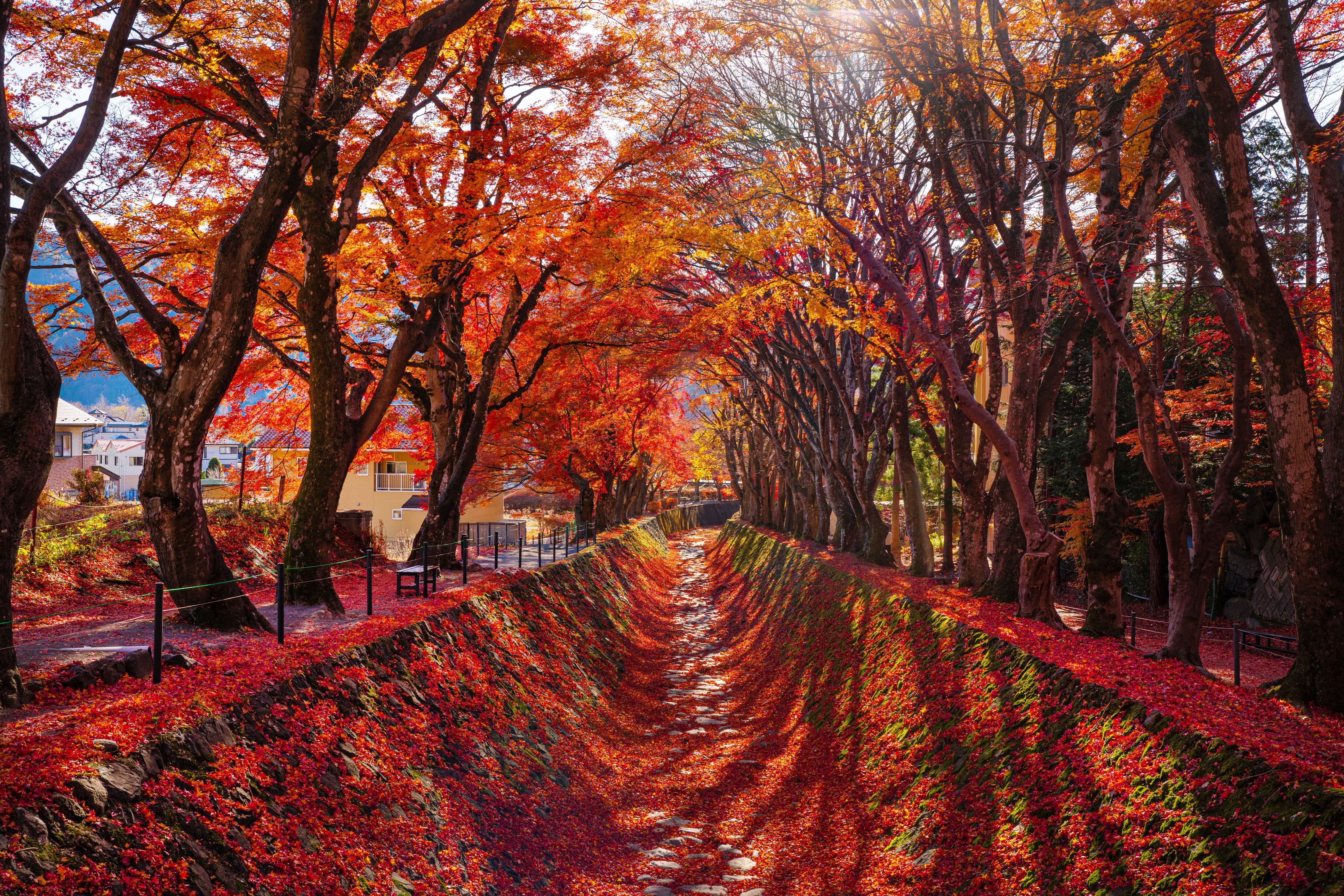 Im Herbst zeigt sich Japan von seiner vielleicht farbenprächtigsten Seite.