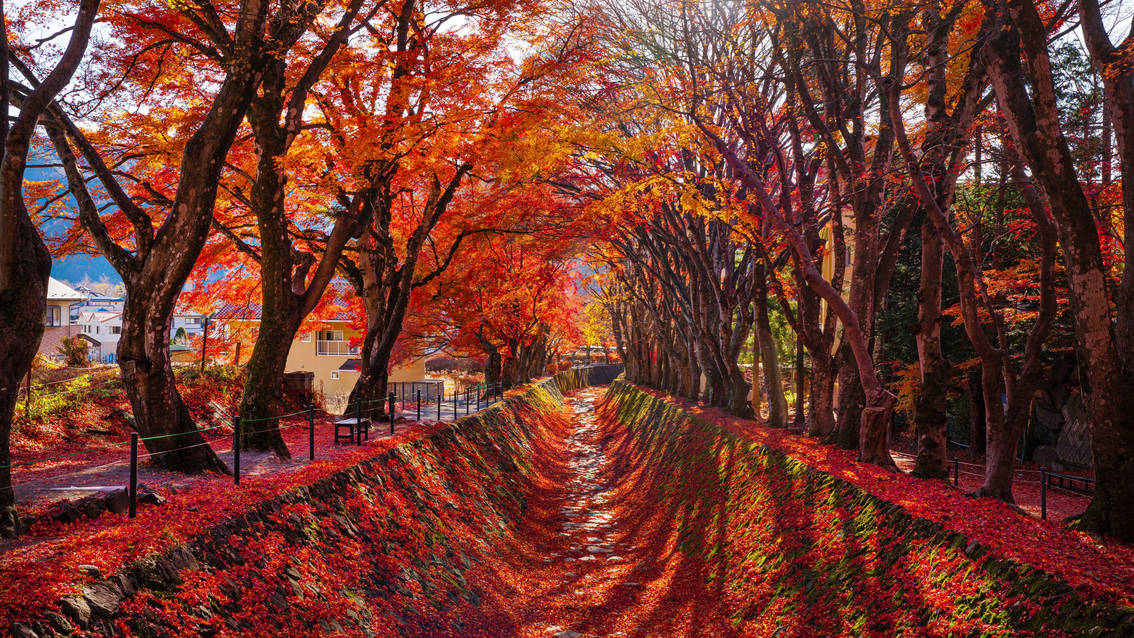 Im Herbst zeigt sich Japan von seiner vielleicht farbenprächtigsten Seite.