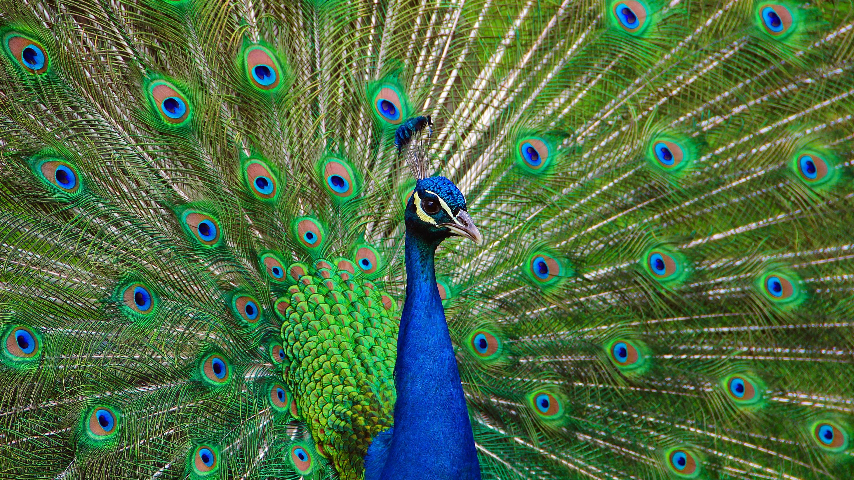 Preening peacock