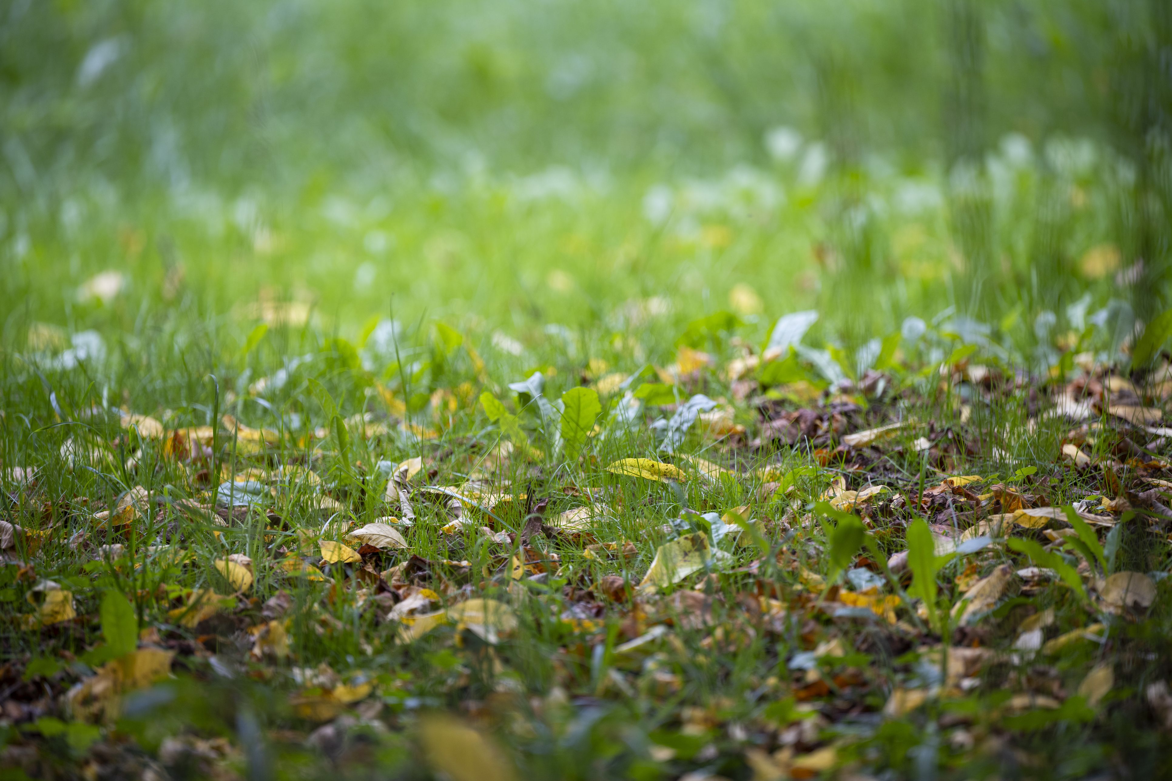 Einmal mit dem Rasenmäher übers Herbstlaub und das Problem ist erledigt? Ganz so einfach ist es nicht.
