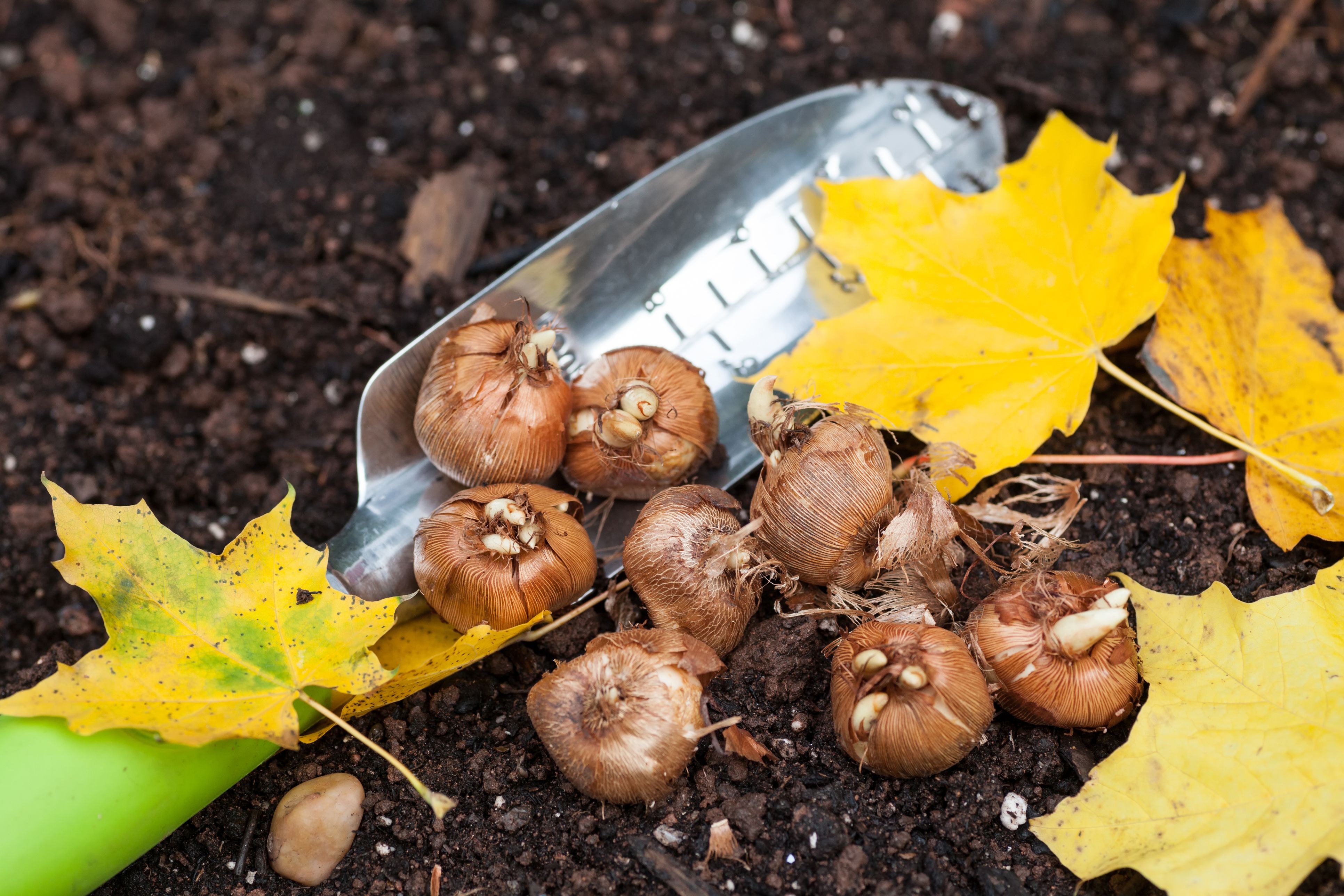 Du glaubst, die Gartenarbeit ist für heuer so gut wie erledigt? Nicht ganz.