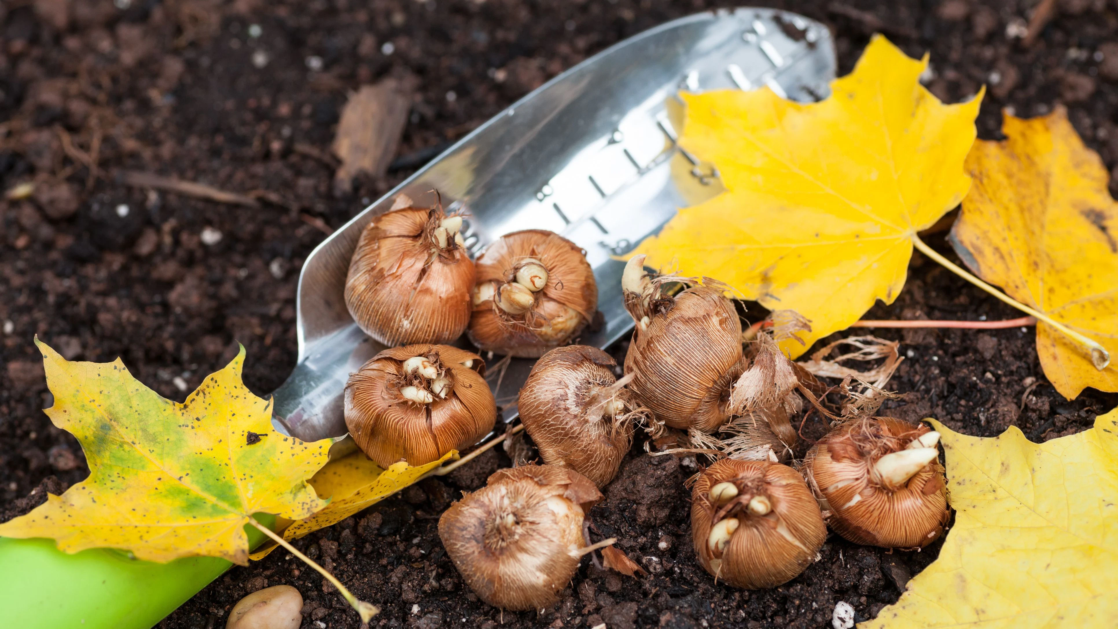 Du glaubst, die Gartenarbeit ist für heuer so gut wie erledigt? Nicht ganz.
