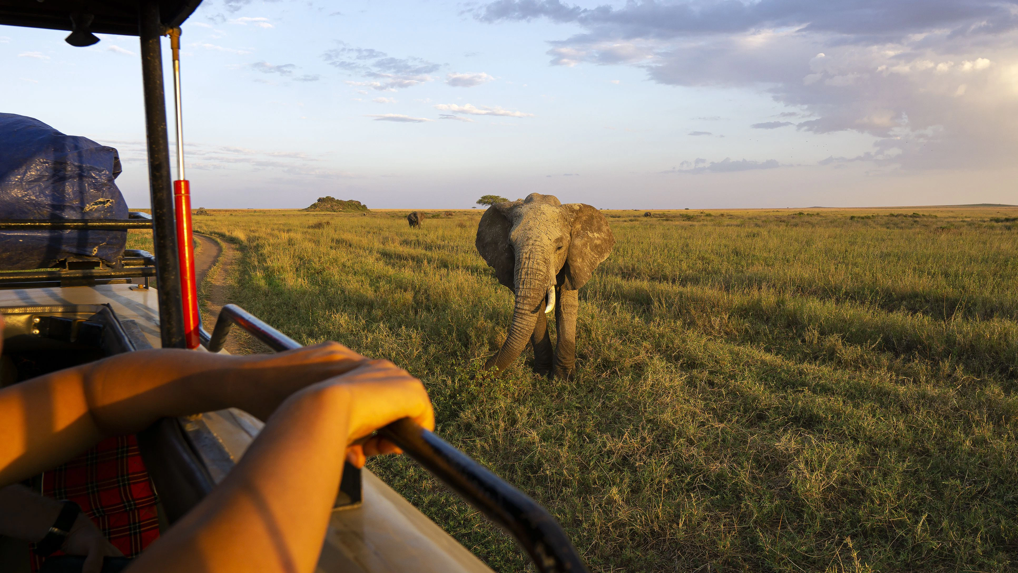 Elephant visitor during safari tour from car