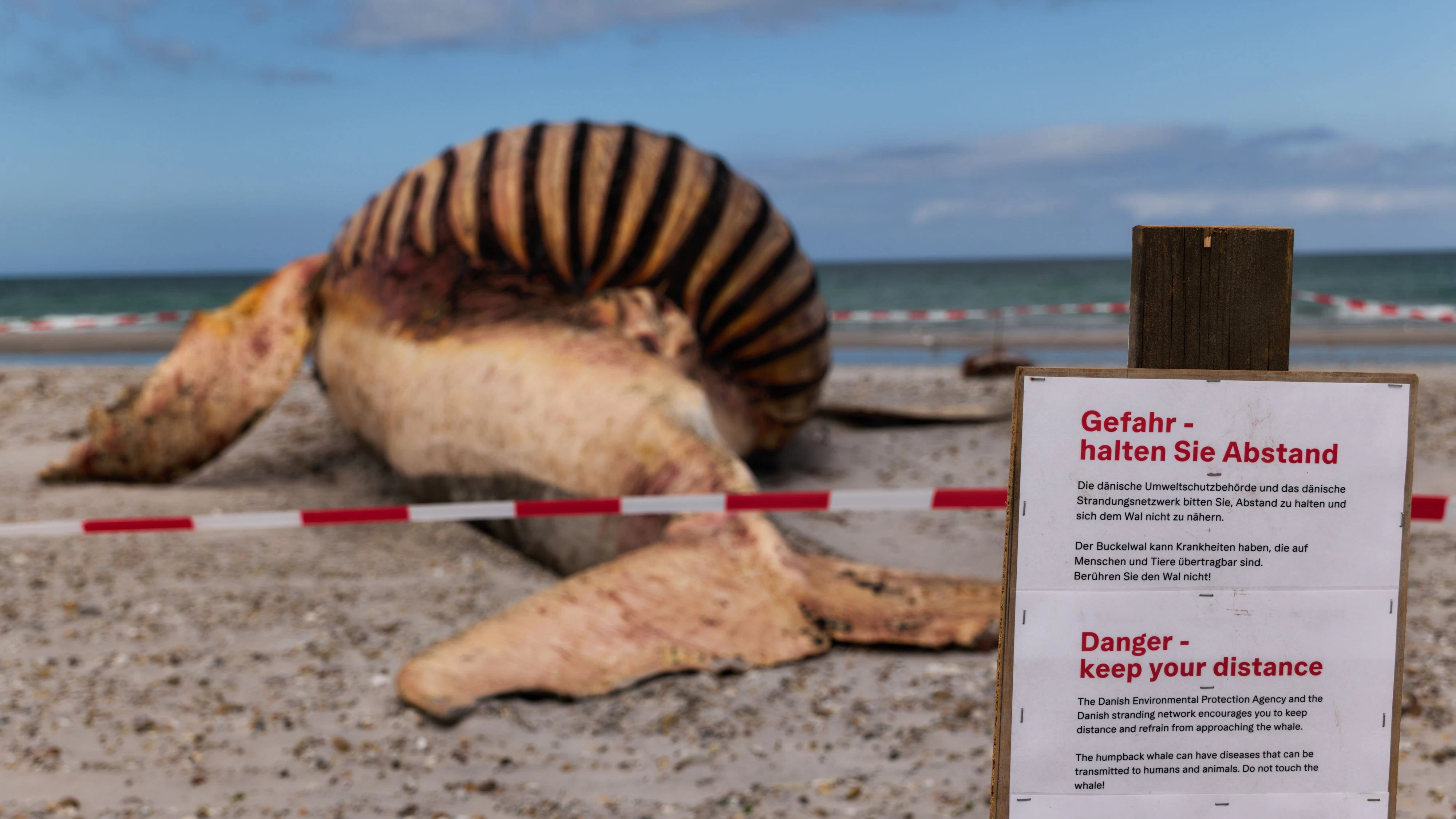 Heute.at - Nach Tod von Wal Timmy eskaliert Millionen-Streit