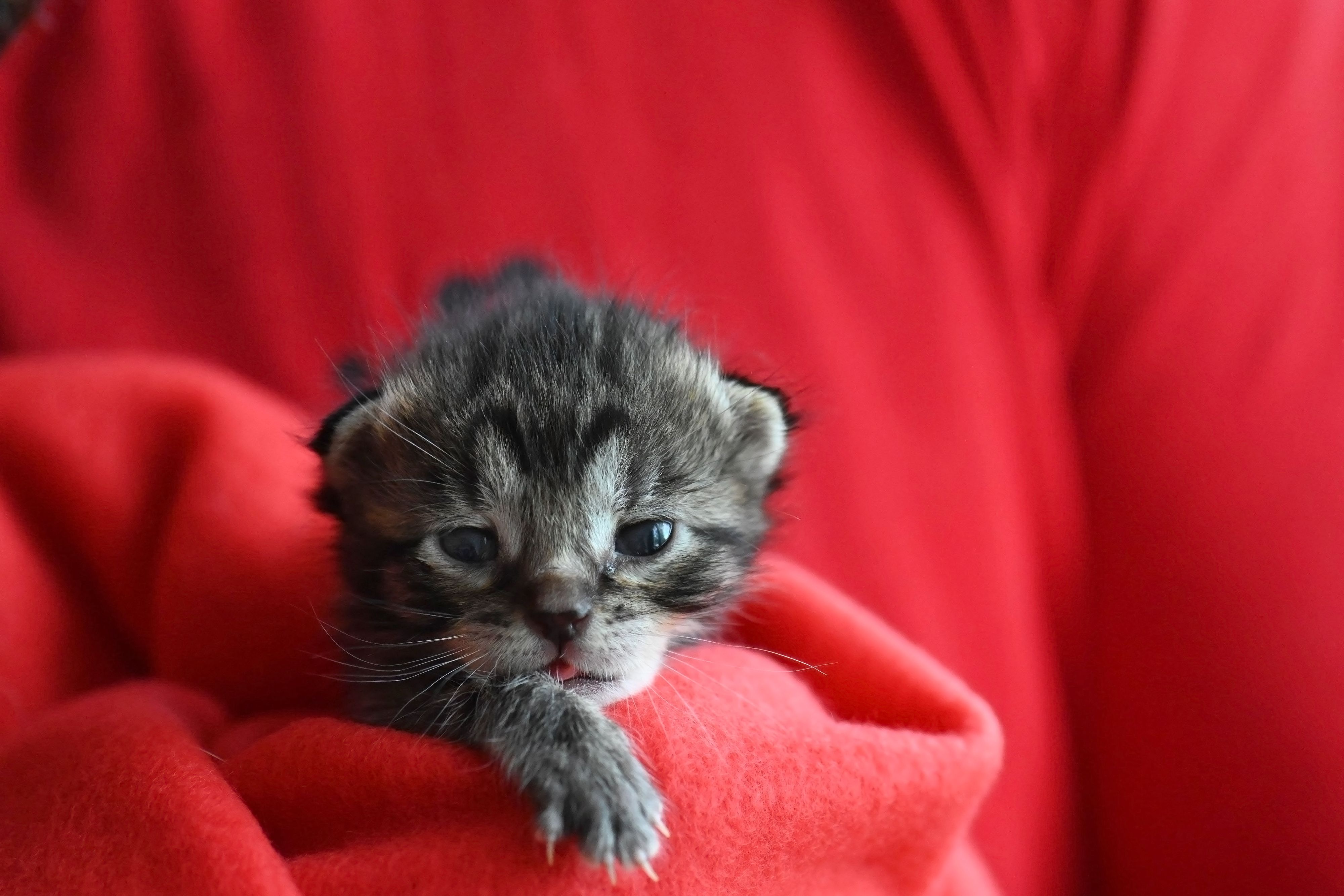 Rund 100 Baby- und Jungkatzen warten derzeit im Tierschutzhaus Vösendorf auf ein neues Zuhause.
