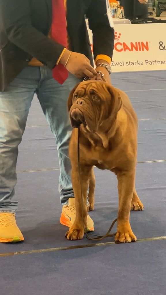 Vier Pfoten kritisiert, dass bei der Hundeschau in Tulln zahlreiche Tiere mit möglichen Qualzuchtmerkmalen zu sehen gewesen seien.