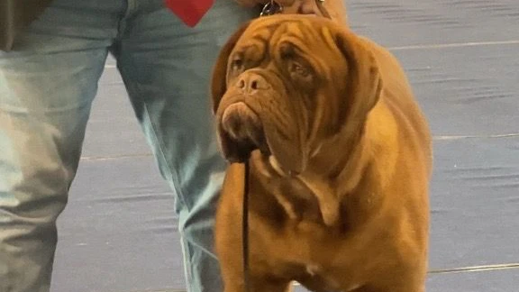 Tulln, Austria | 2026 10 | Investigation into torture breeding at a dog fair in Tulln, Austria.