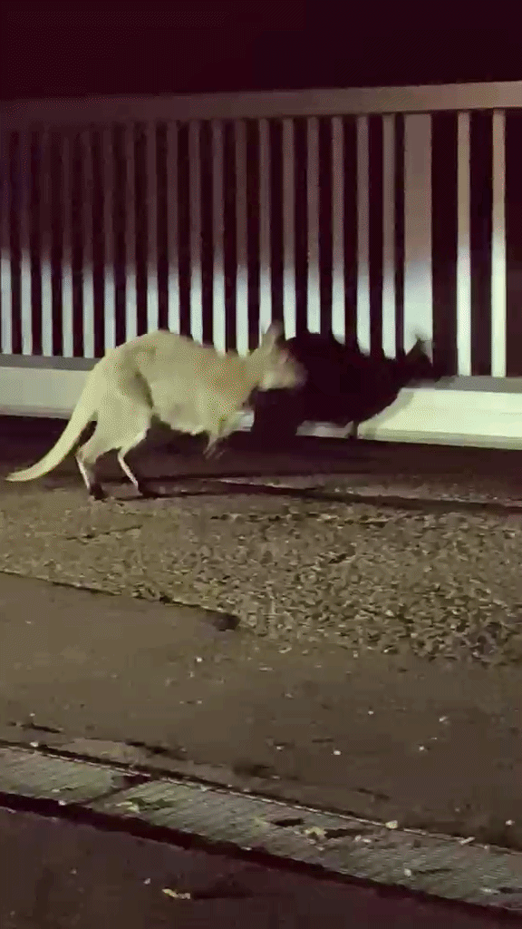 In der Nacht auf Samstag machten vier Heimkehrer bei Langenlois (Niederösterreich) eine Begegnung, bei der sie ihren Augen kaum trauten.