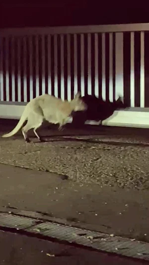 Känguru in Niederösterreich: Nächtliche Begegnung sorgt für Aufsehen. Polizei und Heimkehrer erleben tierische Überraschung auf offener Straße.