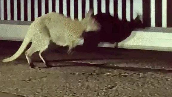 Känguru sorgt für Hüpfer-Alarm in NÖ