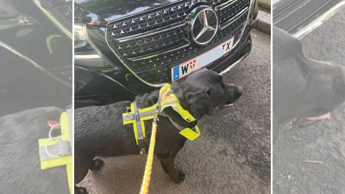 Hund "Kuma" vor dem Taxi, mit dem er nicht mitfahren durfte.