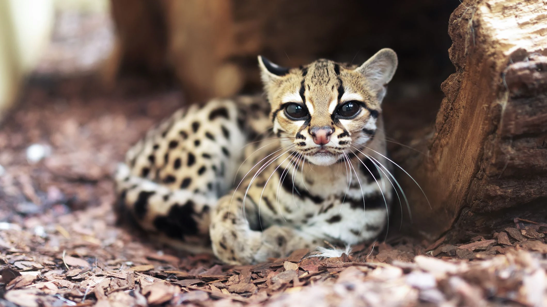 The margay (Leopardus wiedii) is a small wild cat native to Central and South America. A solitary and nocturnal cat, lives mainly in primary evergreen and deciduous forest.
