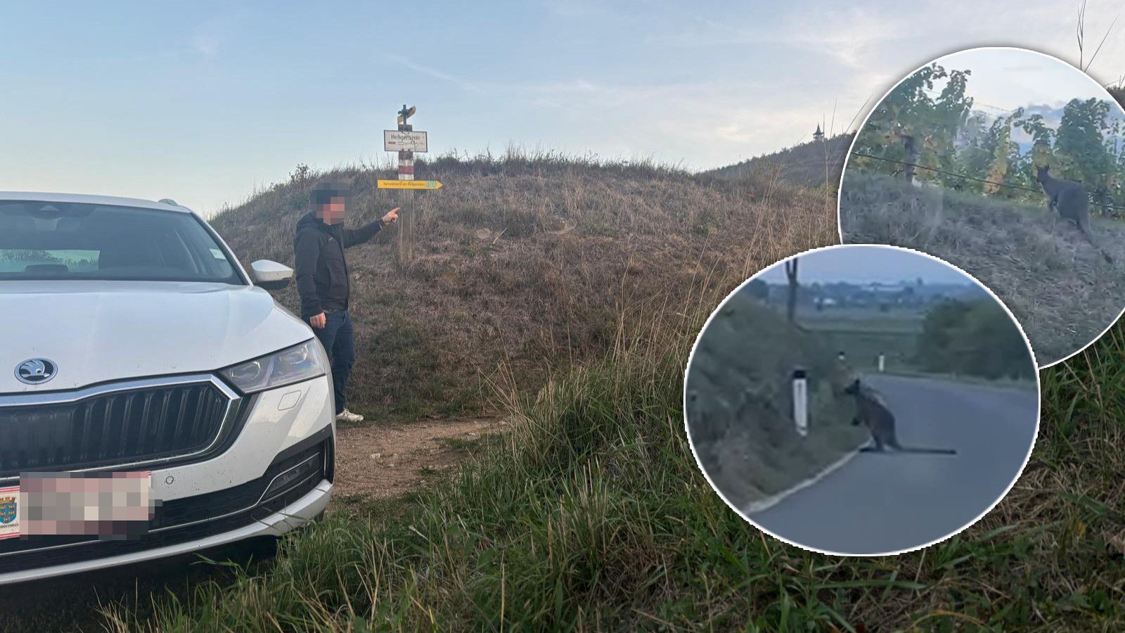EIn Känguru hüpft seit Freitagabend durch das Weinviertel, mehrere Leser haben das Beuteltier bereits gesehen. Doch hier verliert sich die Spur.