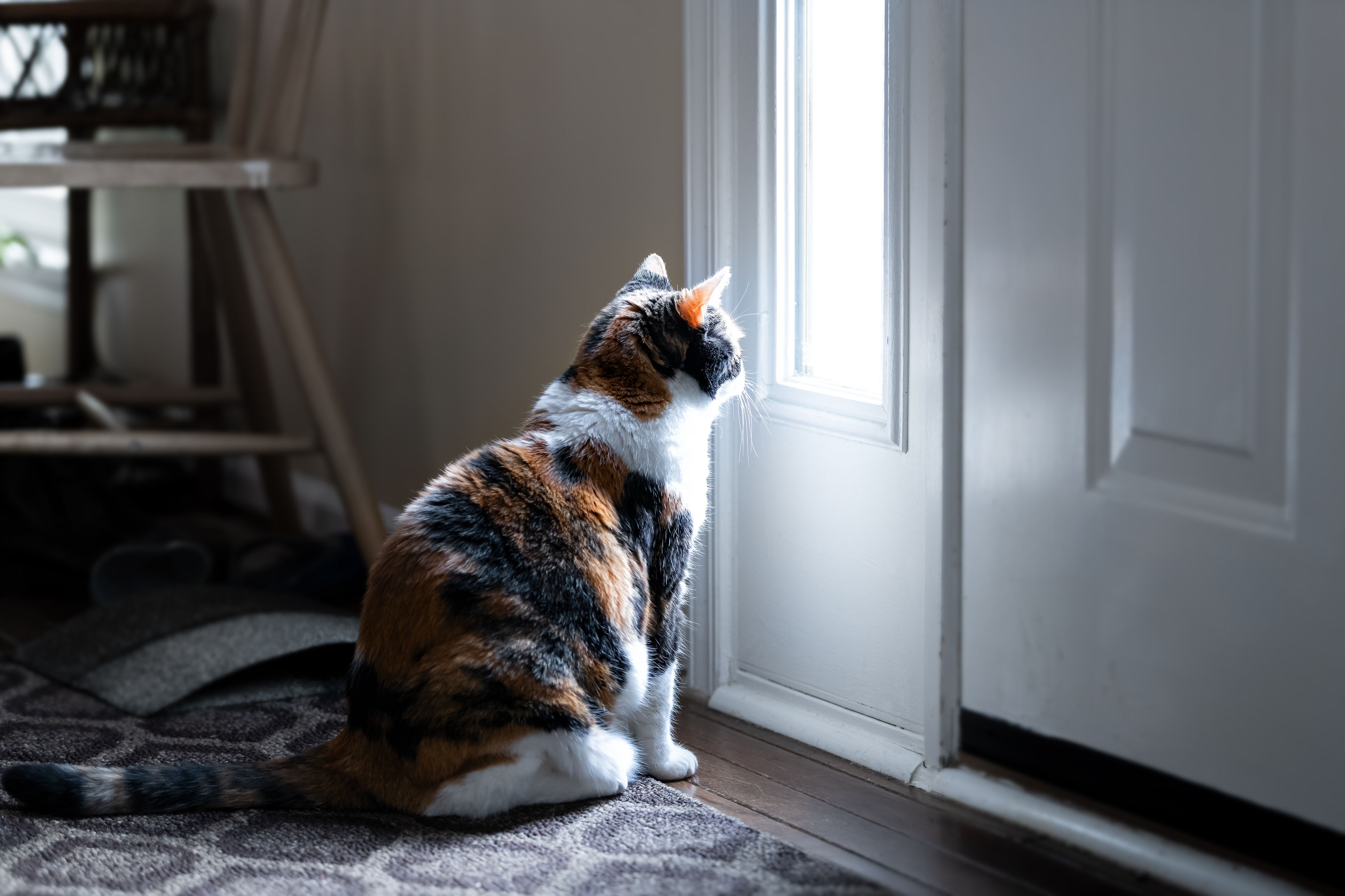 Wird eine einsame Katze nicht rechtzeitig erkannt, kann das zu Verhaltensauffälligkeiten führen.