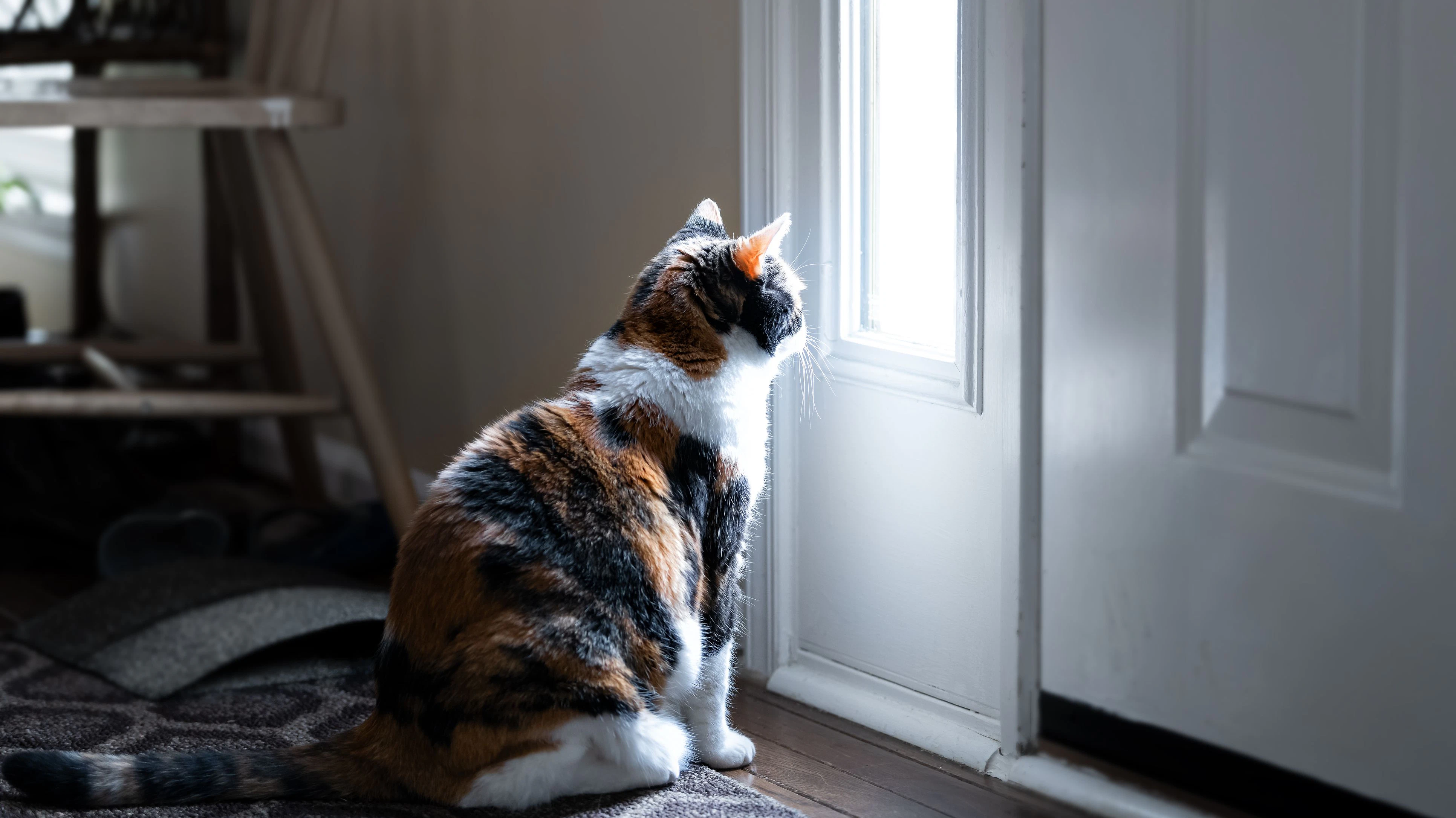 Sad, calico cat sitting, looking through small front door window on porch, waiting on hardwood carpet floor for owners, left behind abandoned